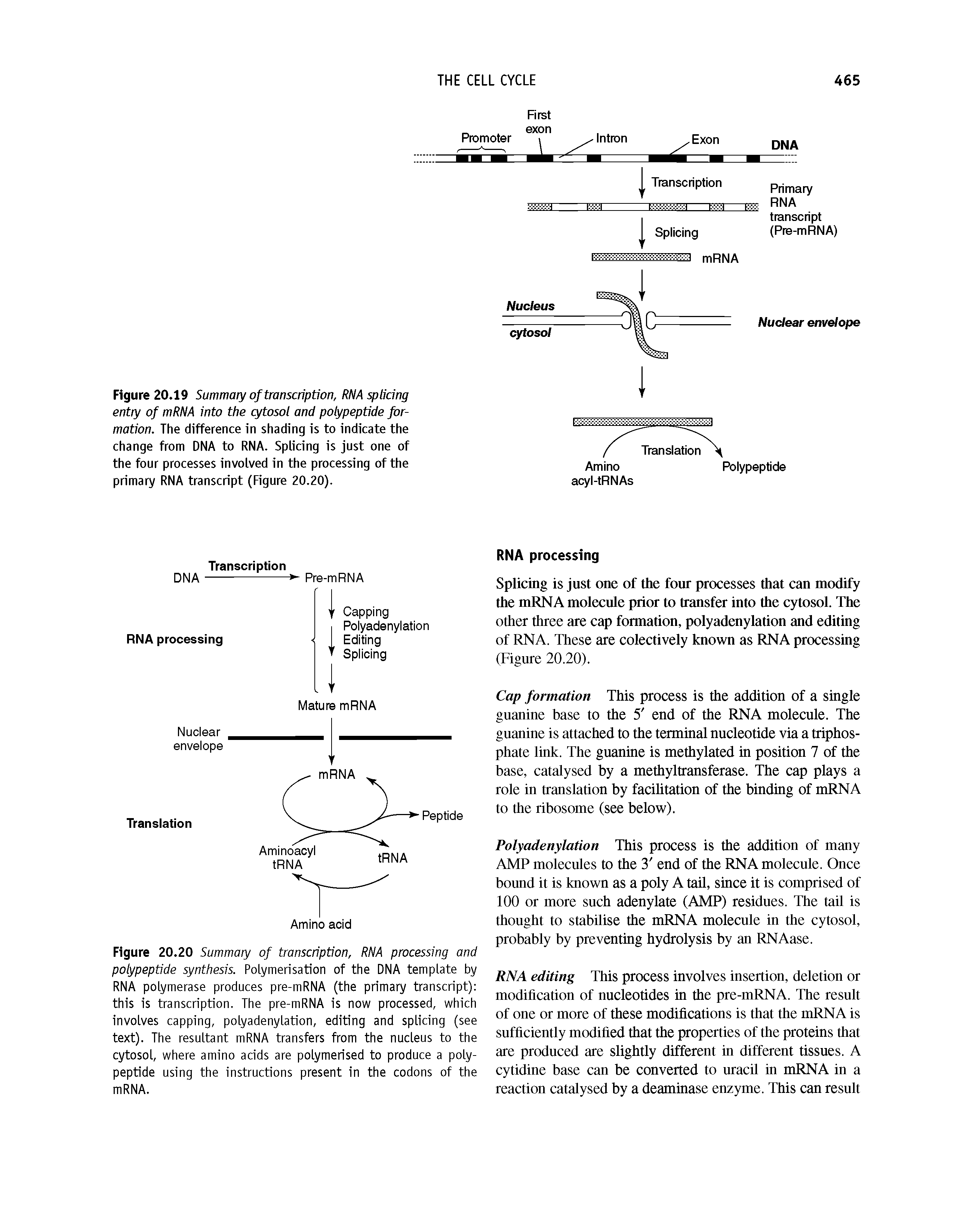 Figure 20.20 Summary of transcription, RNA processing and polypeptide synthesis. Polymerisation of the DNA template by RNA polymerase produces pre-mRNA (the primary transcript) this is transcription. The pre-mRNA is now processed, which involves capping, polyadenylation, editing and splicing (see text). The resultant mRNA transfers from the nucleus to the cytosol, where amino acids are polymerised to produce a polypeptide using the instructions present in the codons of the mRNA.