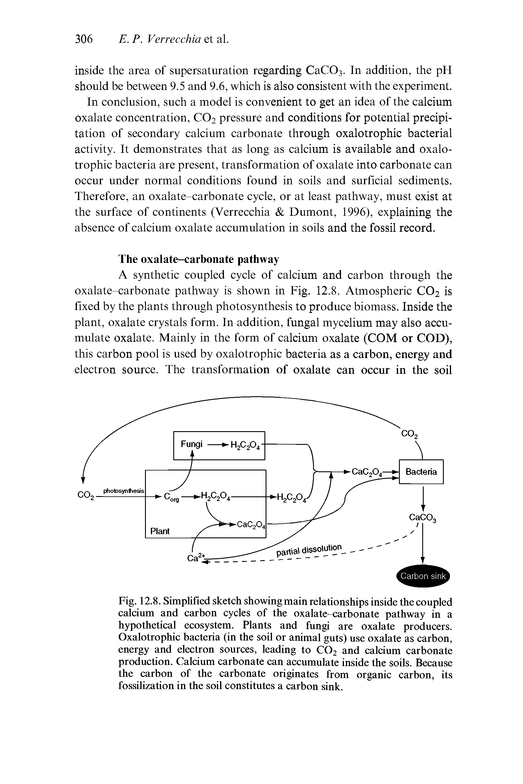 Fig. 12.8. Simplified sketch showing main relationships inside the coupled calcium and carbon cycles of the oxalate-carbonate pathway in a hypothetical ecosystem. Plants and fungi are oxalate producers. Oxalotrophic bacteria (in the soil or animal guts) use oxalate as carbon, energy and electron sources, leading to CO2 and calcium carbonate production. Calcium carbonate can accumulate inside the soils. Because the carbon of the carbonate originates from organic carbon, its fossilization in the soil constitutes a carbon sink.