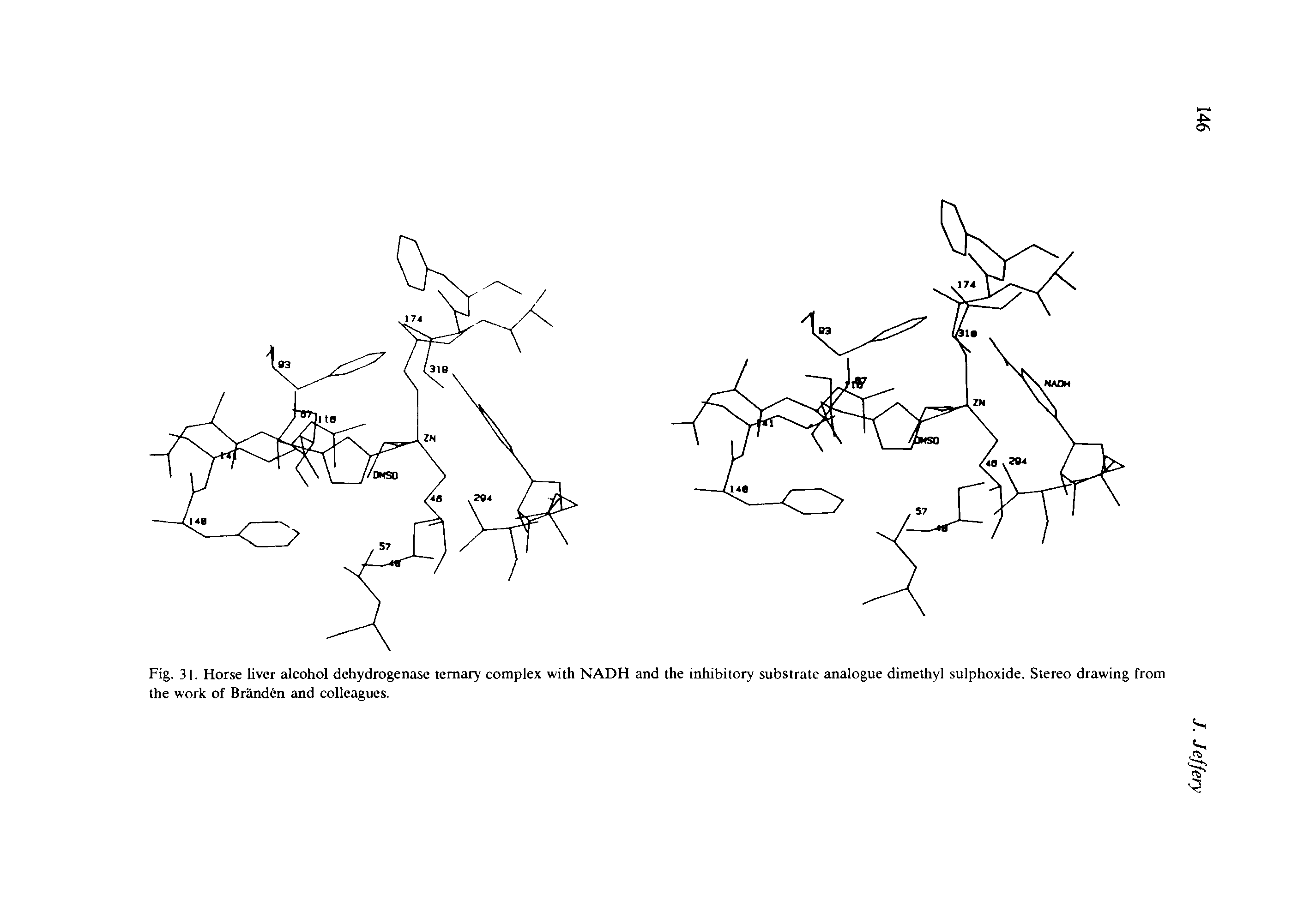 Fig. 31. Horse liver alcohol dehydrogenase ternary complex with NADH and the inhibitory substrate analogue dimethyl sulphoxide. Stereo drawing from the work of Branden and colleagues.