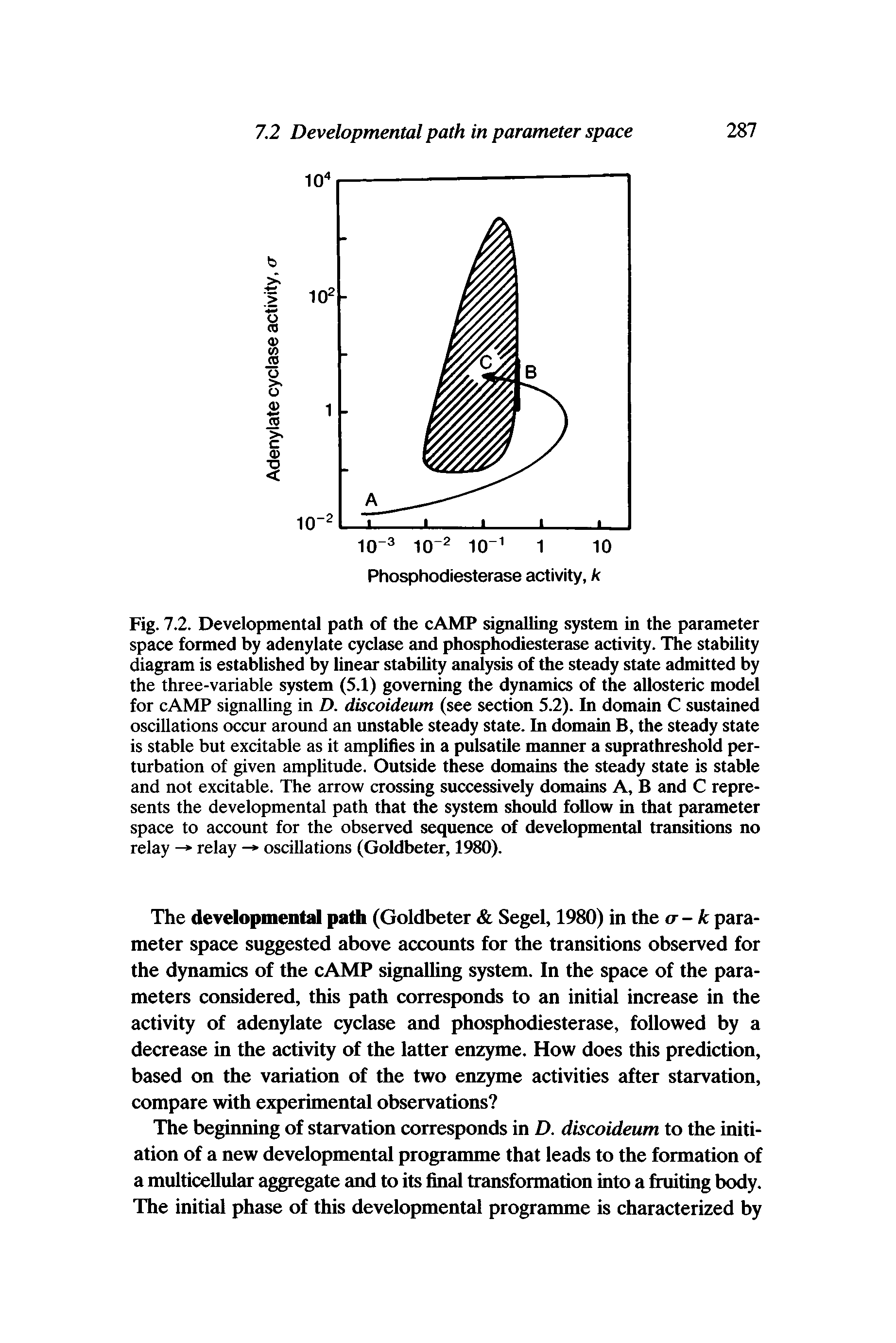 Fig. 7.2. Developmental path of the cAMP signaUing system in the parameter space formed by adenylate cyclase and phosphodiesterase activity. The stability diagram is established by linear stability analysis of the steady state admitted by the three-variable system (5.1) governing the dynamics of the allosteric model for cAMP signalling in D. discoideum (see section 5.2). In domain C sustained oscillations occur around an unstable steady state. In domain B, the steady state is stable but excitable as it amplifies in a pulsatile manner a suprathreshold perturbation of given amplitude. Outside these domains the steady state is stable and not excitable. The arrow crossing successively domains A, B and C represents the developmental path that the system should follow in that parameter space to account for the observed sequence of developmental transitions no relay relay oscillations (Goldbeter, 1980).