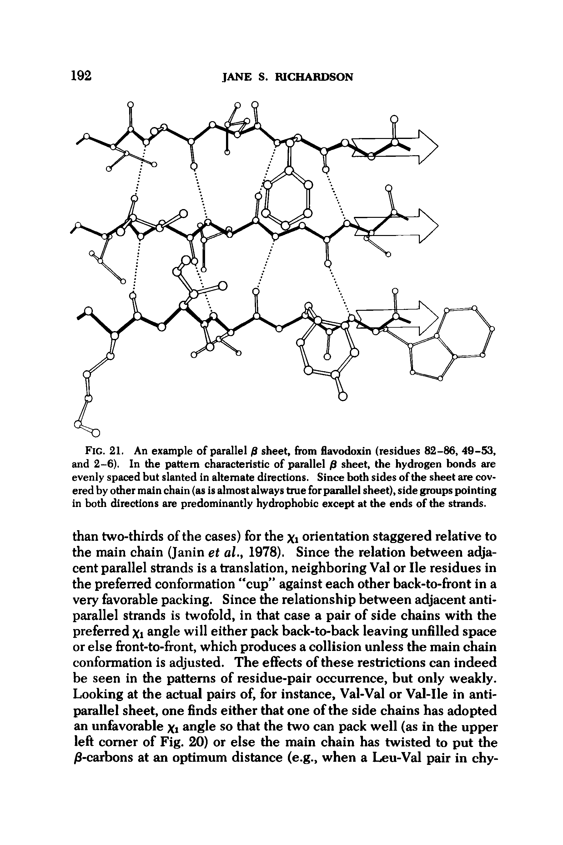 Fig. 21. An example of parallel /9 sheet, from flavodoxin (residues 82-86, 49-53, and 2-6). In the pattern characteristic of parallel j9 sheet, the hydrogen bonds are evenly spaced but slanted in alternate directions. Since both sides of the sheet are covered by other main chain (as is almost always true for parallel sheet), side groups pointing in both directions are predominantly hydrophobic except at the ends of the strands.