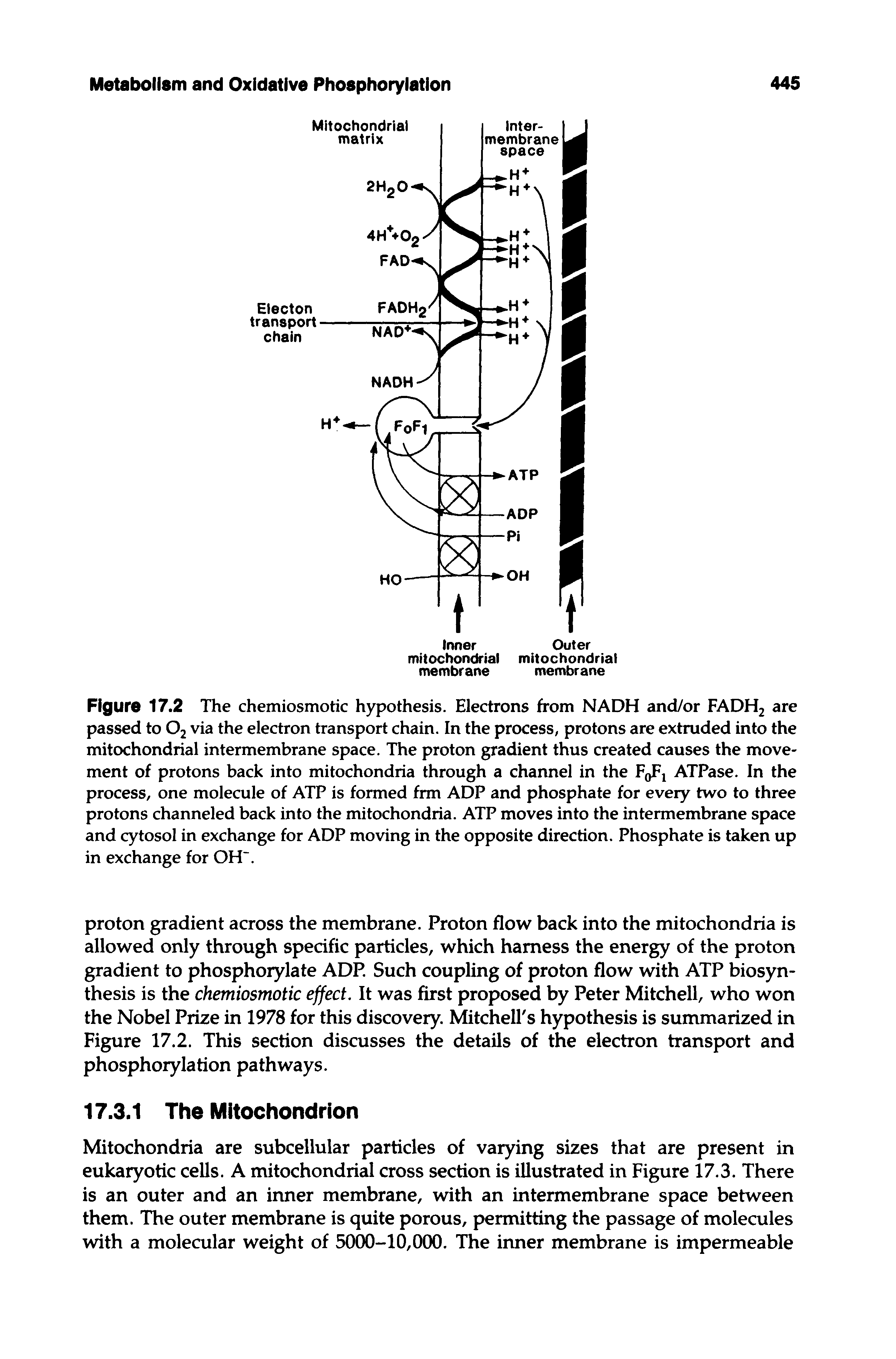 Figure 17.2 The chemiosmotic hypothesis. Electrons from NADH and/or FADH2 are passed to Oz via the electron transport chain. In the process, protons are extruded into the mitochondrial intermembrane space. The proton gradient thus created causes the movement of protons back into mitochondria through a channel in the F ATPase. In the process, one molecule of ATP is formed frm ADP and phosphate for every two to three protons channeled back into the mitochondria. ATP moves into the intermembrane space and cytosol in exchange for ADP moving in the opposite direction. Phosphate is taken up in exchange for OH".