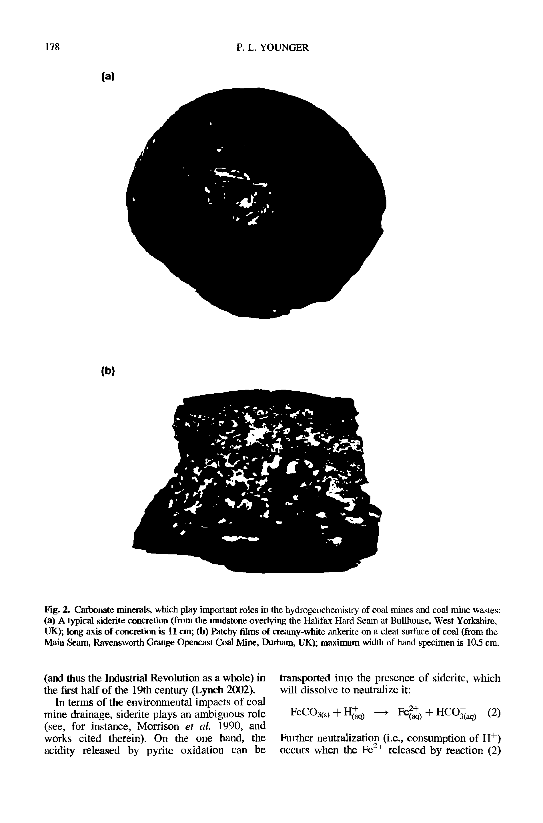 Fig. 2. Carbonate minerals, which play important roles in the hydrogeochemistry of coal mines and coal mine wastes (a) A typical siderite concretion (from the mudstone overlying the Halifax Hard Seam at Bullhouse, West Yorkshire, UK) long axis of concretion is 11 cm (b) Patchy films of creamy-white ankerite on a cleat surface of coal (from the Main Seam, Ravensworth Grange Opencast Coal Mine, Durham, UK) maximum width of hand specimen is 10.5 cm.