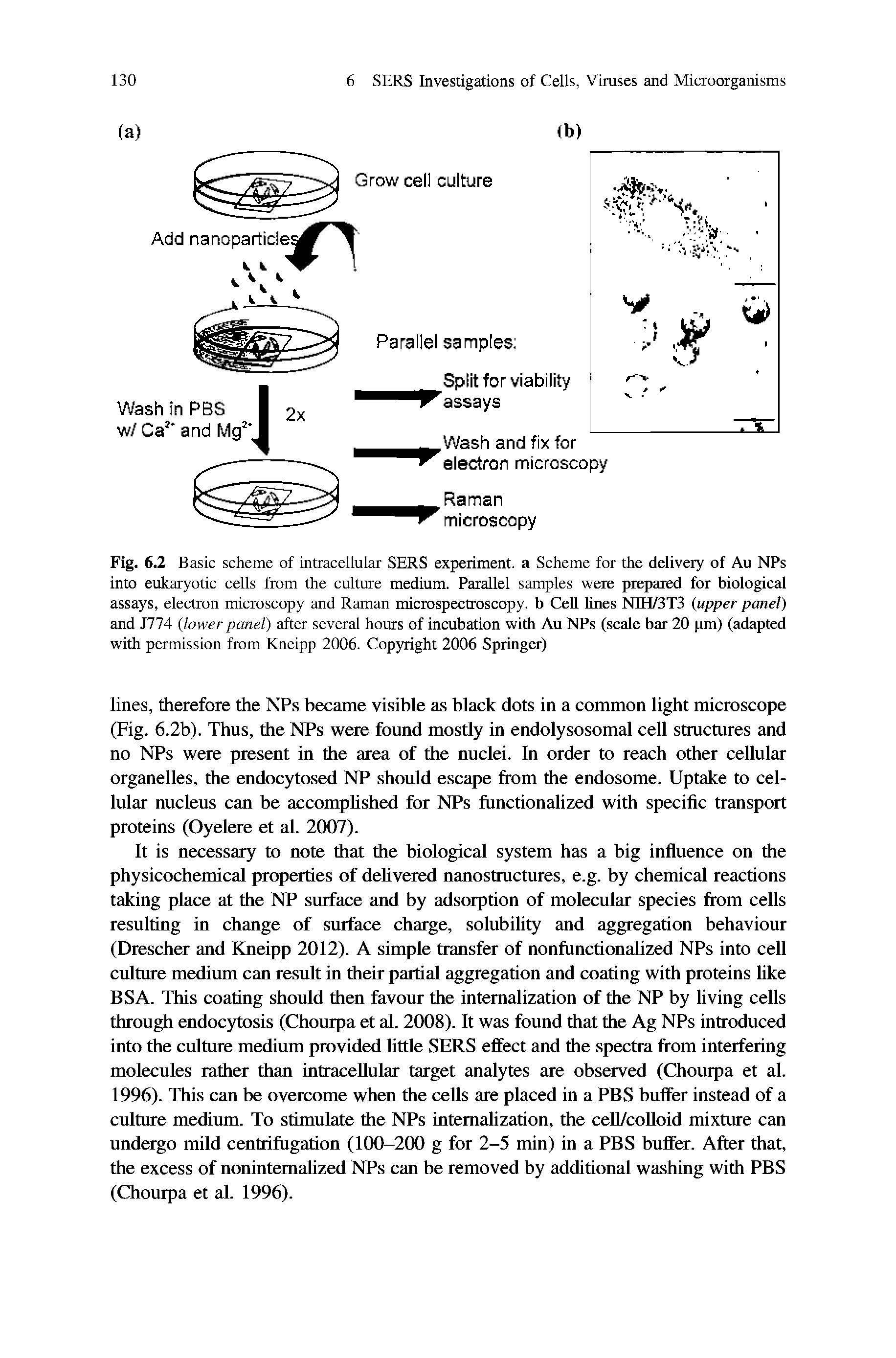 Fig. 6.2 Basic scheme of intracellular SERS experiment, a Scheme for the delivery of Au NPs into eukaryotic cells from the culture medium. Parallel samples were prepared for biological assays, electron microscopy and Raman microspectroscopy, b Cell lines NIH/3T3 upper panel) and J774 lower panel) after several hours of incubation with Au NPs (scale bar 20 pm) (adapted with permission from Kneipp 2006. Copyright 2006 Springtar)...