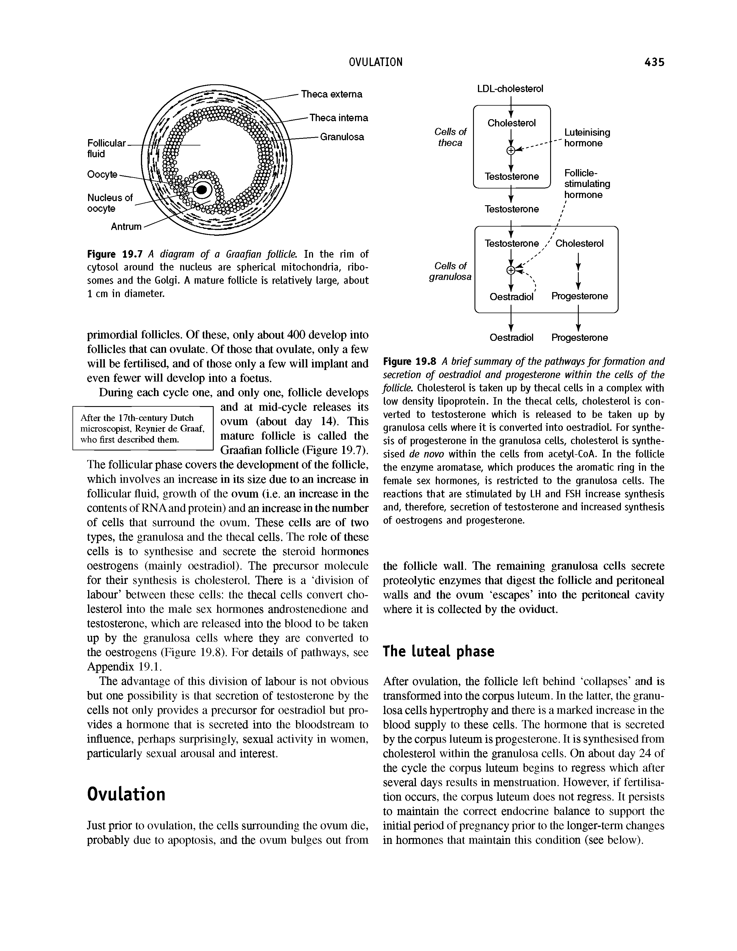 Figure 19.8 A brief summary of the pathways for formation and secretion of oestradiol and progesterone within the cells of the follicle. Cholesterol is taken up by thecal cells in a complex with low density lipoprotein. In the thecal cells, cholesterol is converted to testosterone which is released to be taken up by granulosa cells where it is converted into oestradiol. For synthesis of progesterone in the granulosa cells, cholesterol is synthesised de novo within the cells from acetyl-CoA. In the follicle the enzyme aromatase, which produces the aromab c ring in the female sex hormones, is restricted to the granulosa cells. The reacrions that are stimulated by LH and FSH increase synthesis and, therefore, secretion of testosterone and increased synthesis of oestrogens and progesterone.