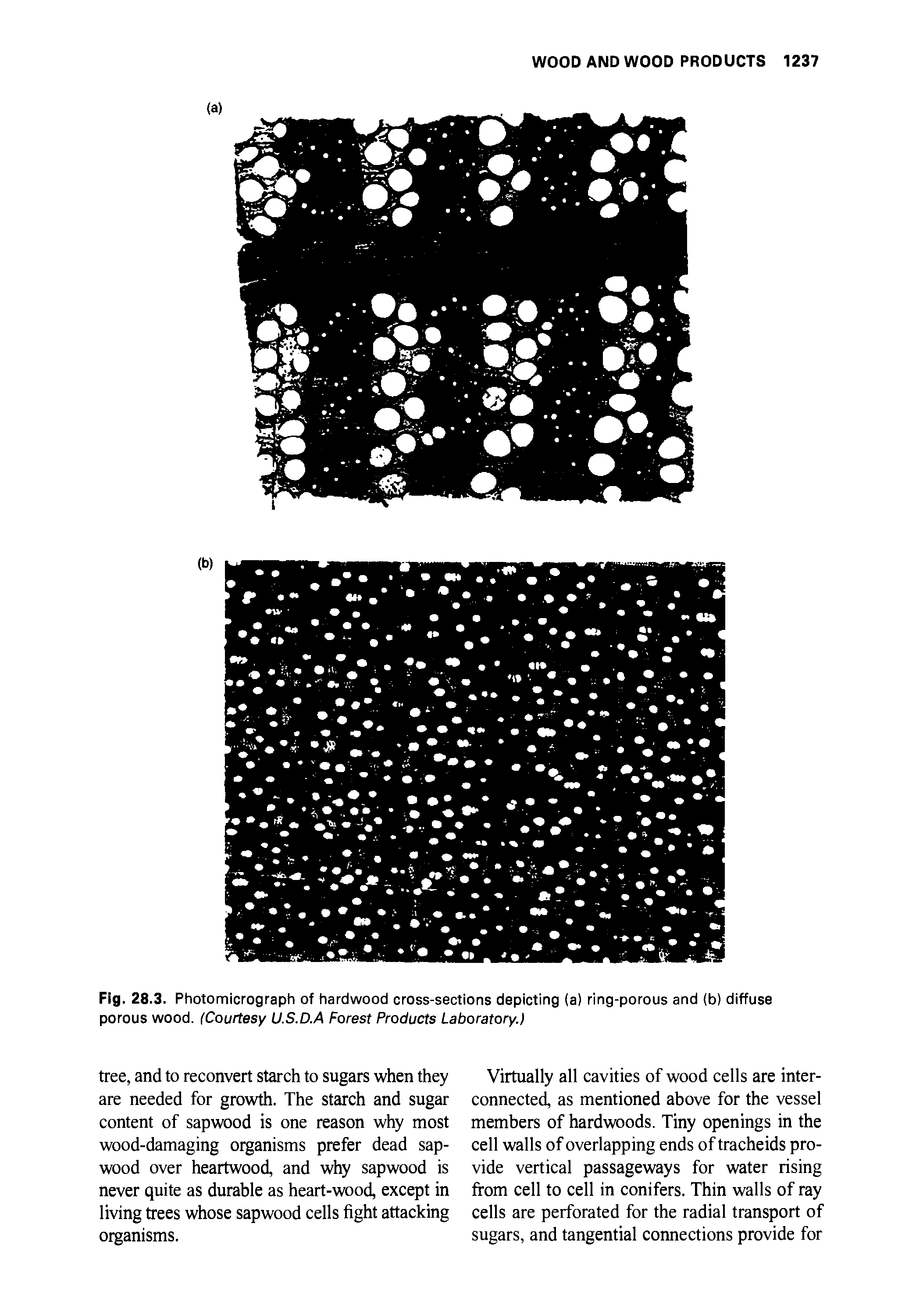 Fig. 28.3. Photomicrograph of hardwood cross-sections depicting (a) ring-porous and (b) diffuse porous wood. (Courtesy U.S.D.A Forest Products Laboratory.)...