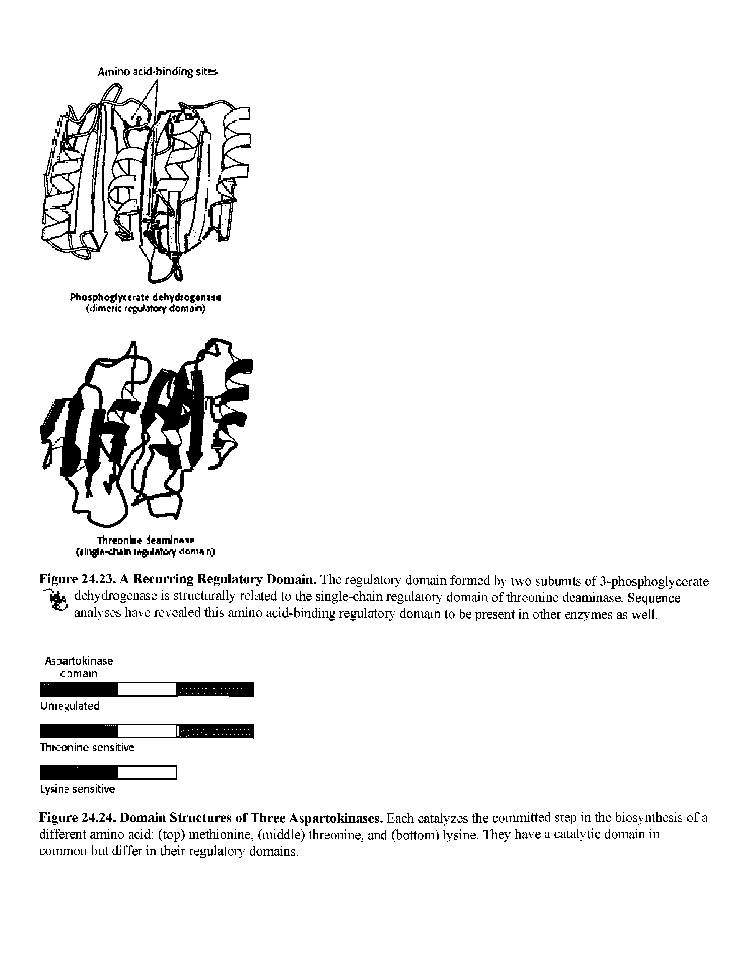 Figure 24.23. A Recurring Regulatory Domain. The regulatory domain formed by two subunits of 3-phosphoglycerate dehydrogenase is structurally related to the single-chain regulatory domain of threonine deaminase. Sequence analyses have revealed this amino acid-binding regulatory domain to be present in other enzymes as well.