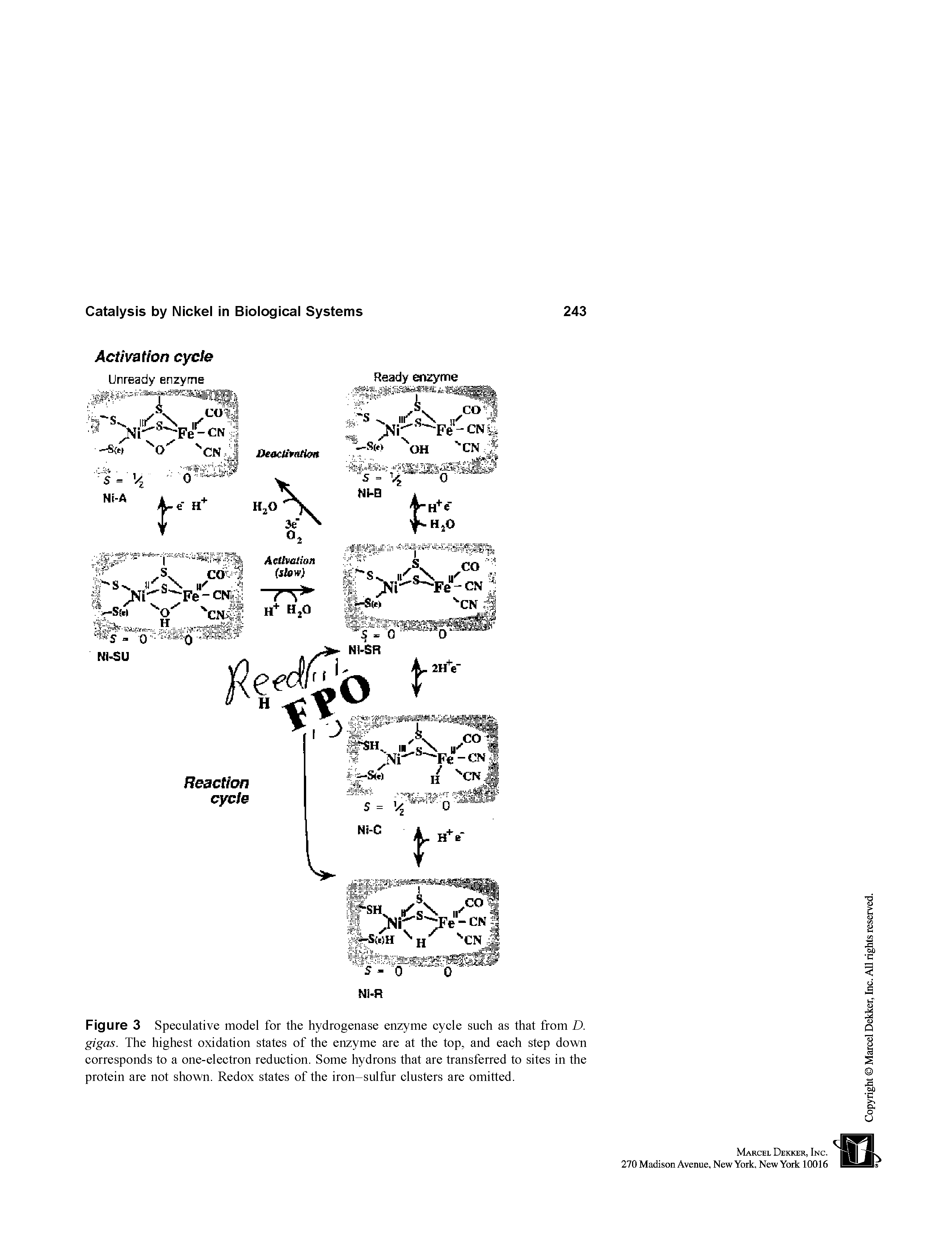 Figure 3 Speculative model for the hydrogenase enzyme cycle such as that from D. gigas. The highest oxidation states of the enzyme are at the top, and each step down corresponds to a one-electron reduction. Some hydrons that are transferred to sites in the protein are not shown. Redox states of the iron-sulfur clusters are omitted.