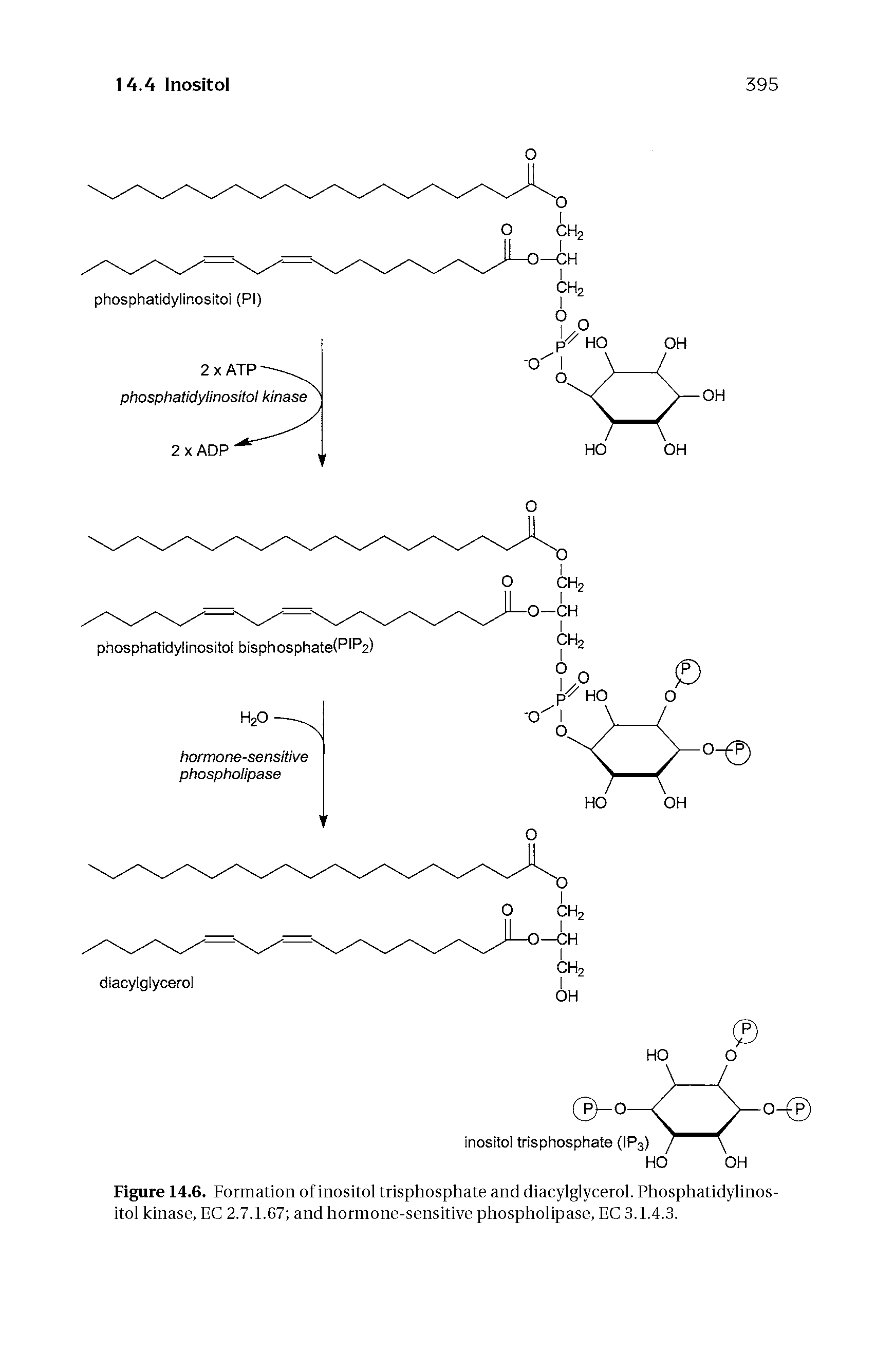 Figure 14.6. Formation of inositol trisphosphate and diacylglycerol. Phosphatidylinos-itol kinase, EC 2.7.1.67 and hormone-sensitive phospholipase, EC 3.1.4.3.