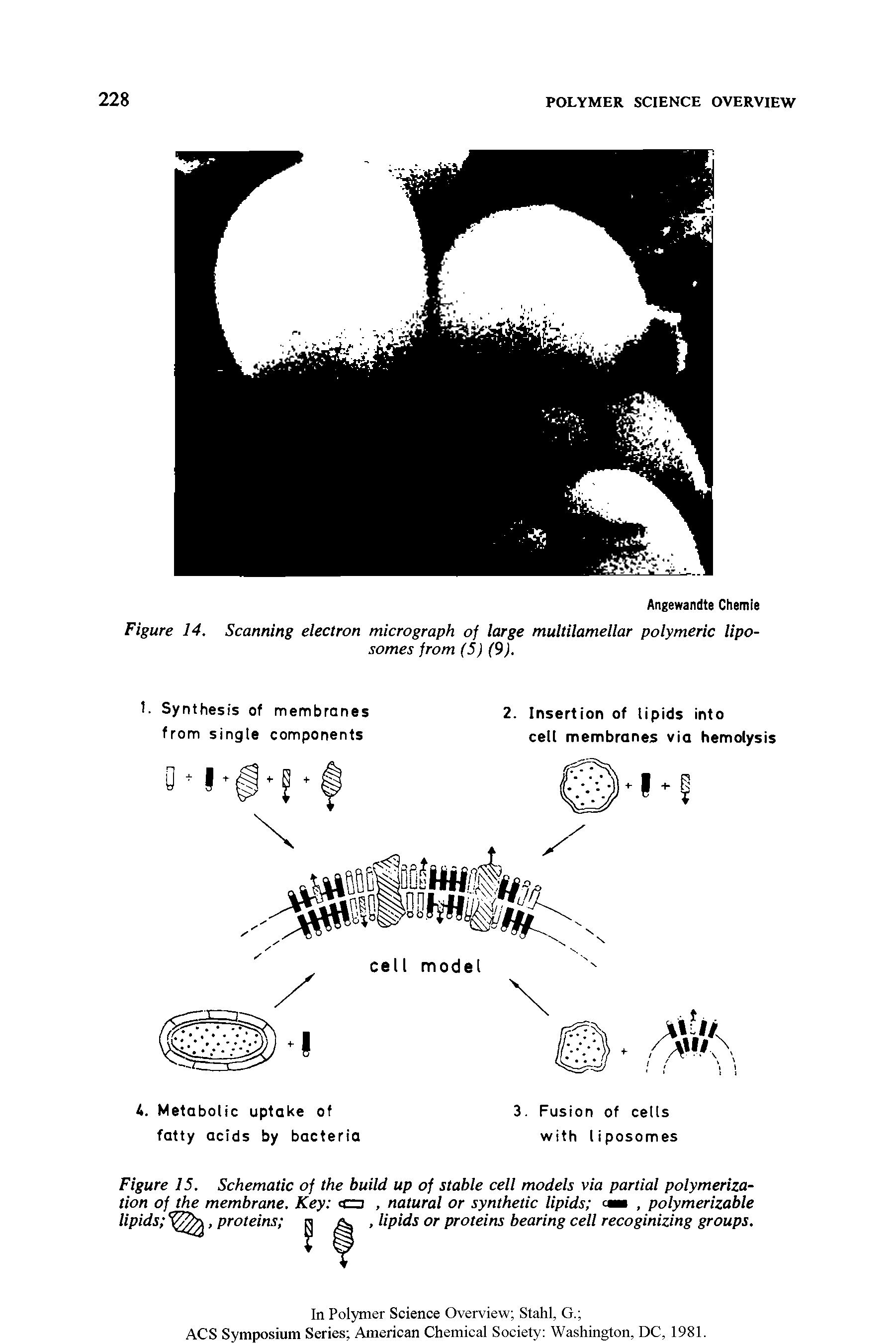 Figure 14. Scanning electron micrograph of large multilamellar polymeric liposomes from (5) (9).