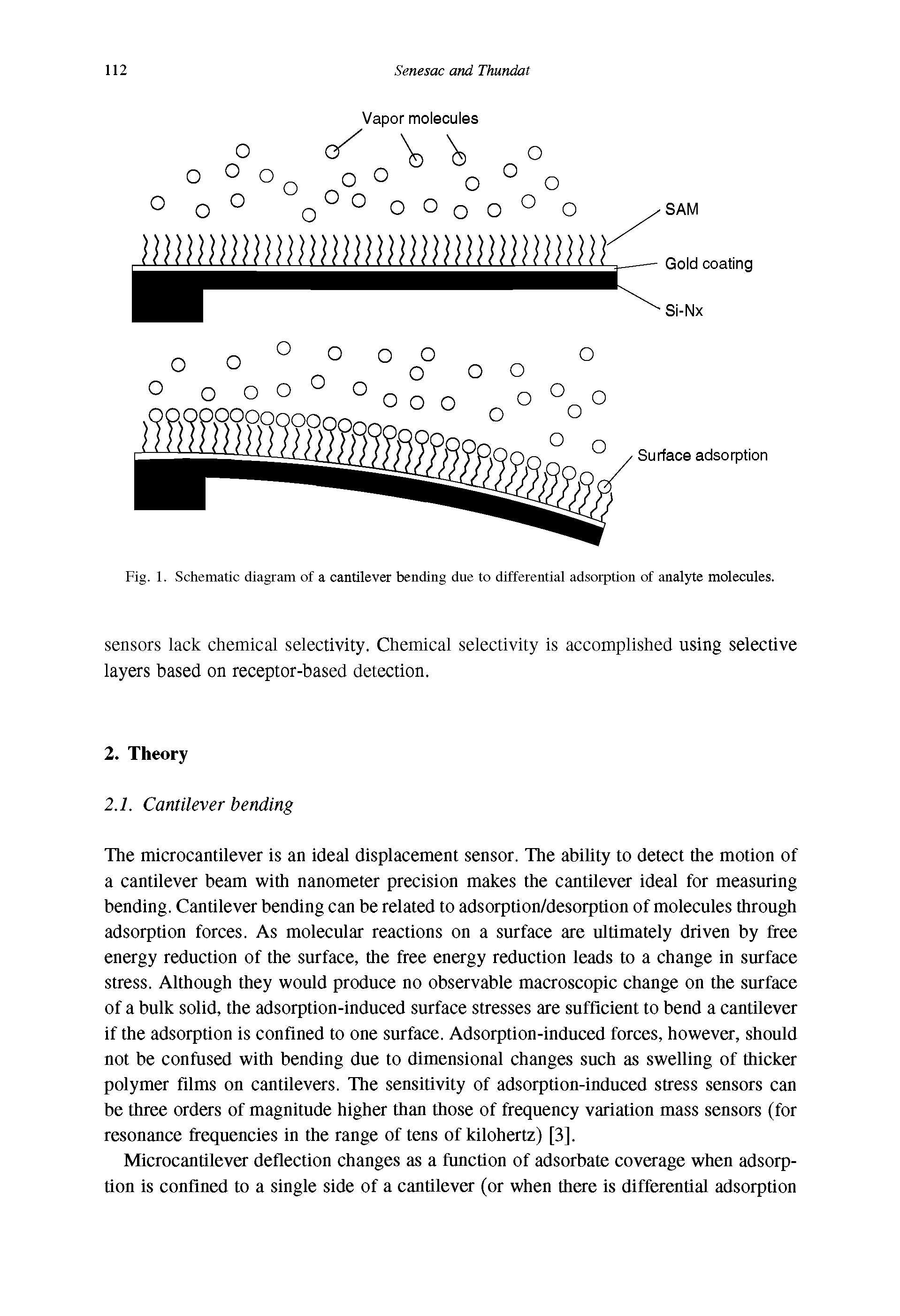 Fig. 1. Schematic diagram of a cantilever bending due to differential adsorption of analyte molecules.