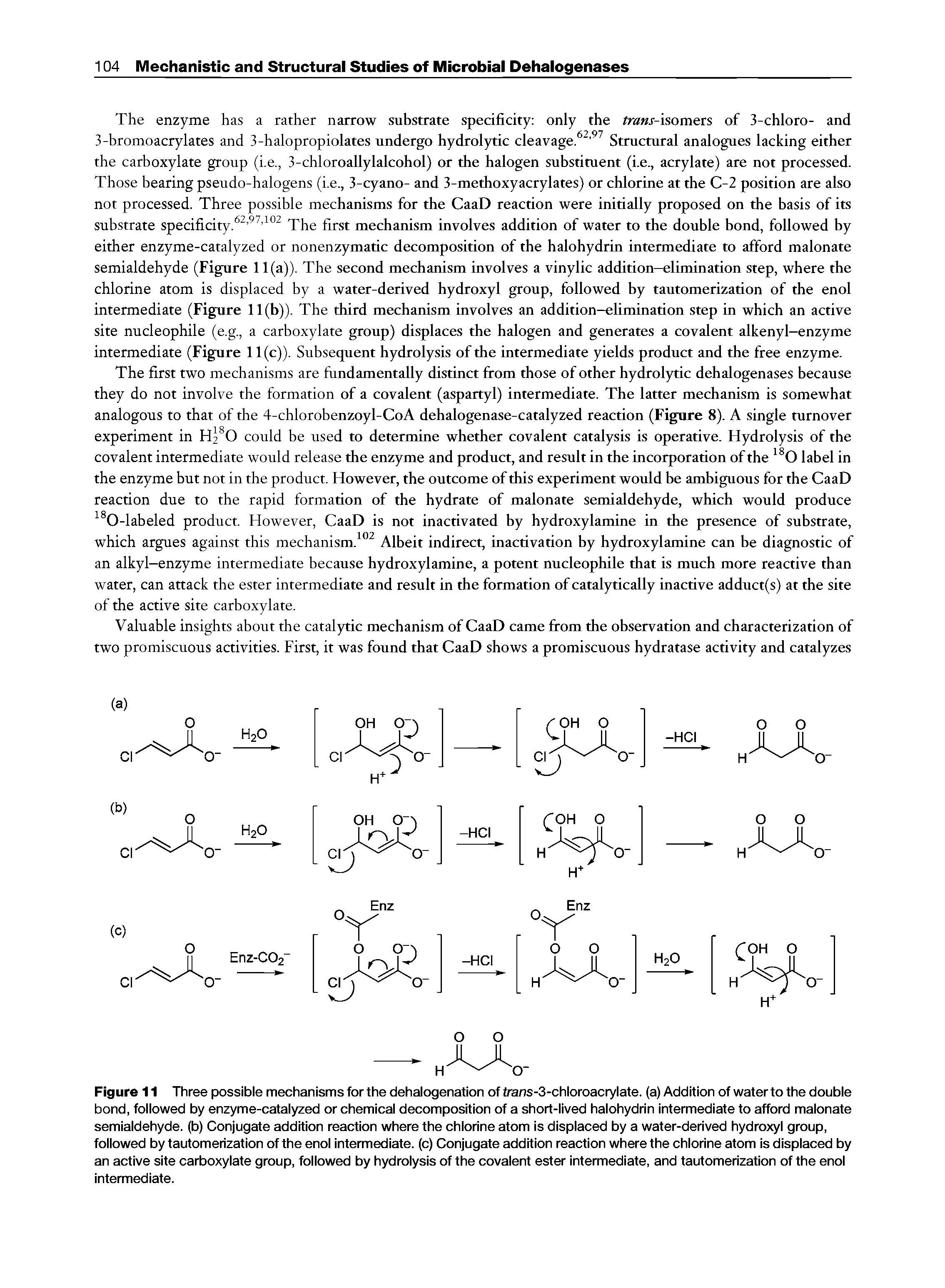 Figure 11 Three possible mechanisms for the dehalogenation of frans-3-chloroacrylate. (a) Addition of water to the double bond, followed by enzyme-catalyzed or chemical decomposition of a short-lived halohydrin intermediate to afford malonate semialdehyde, (b) Conjugate addition reaction where the chlorine atom is displaced by a water-derived hydroxyl group, followed by tautomerization of the enol intermediate, (c) Conjugate addition reaction where the chlorine atom is displaced by an active site carboxylate group, followed by hydrolysis of the covalent ester intermediate, and tautomerization of the enol intermediate.