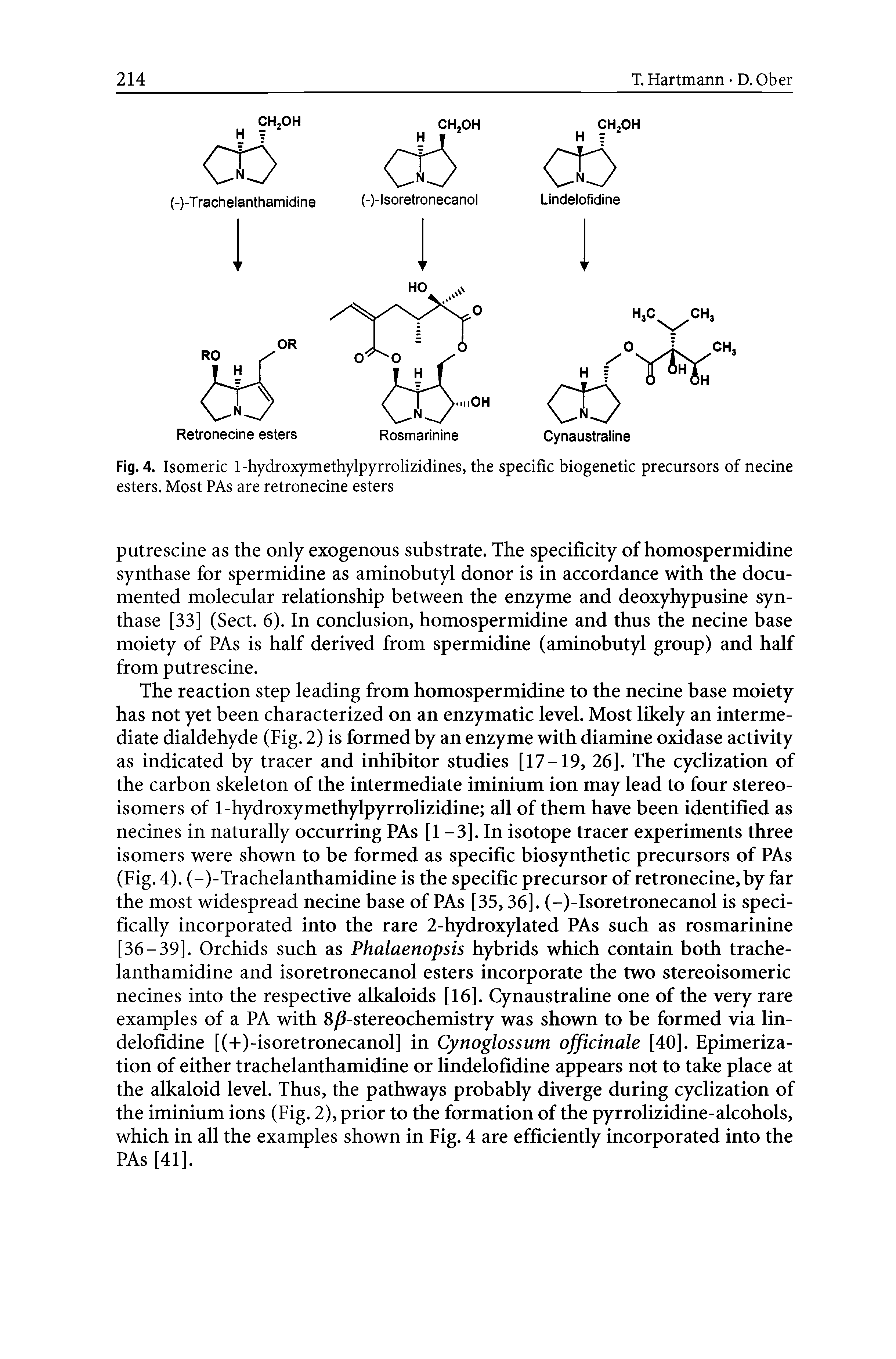 Fig. 4. Isomeric 1-hydroxymethylpyrrolizidines, the specific biogenetic precursors of necine esters. Most PAs are retronecine esters...