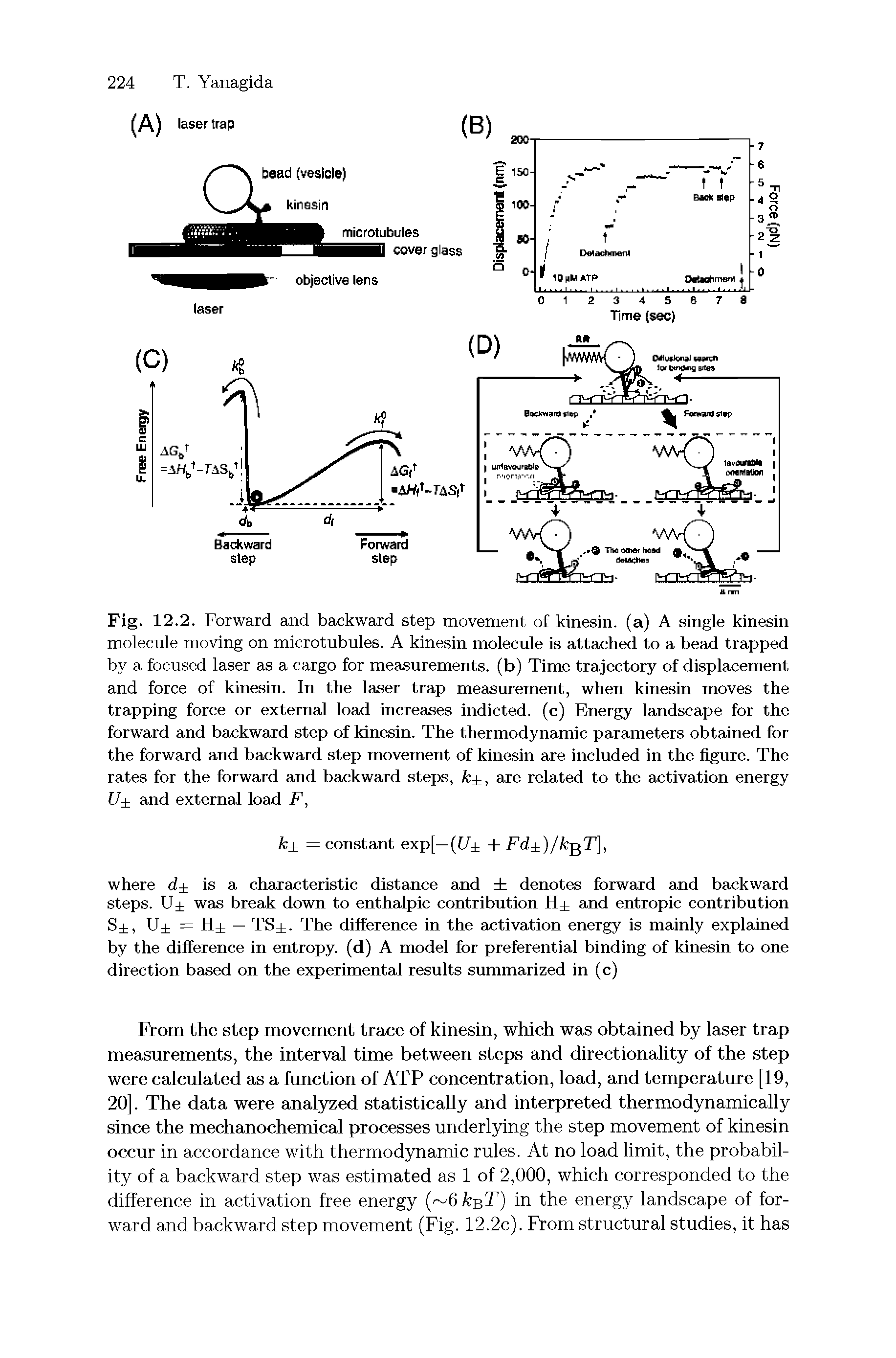 Fig. 12.2. Forward and backward step movement of kinesin. (a) A single kinesin molecule moving on microtubules. A kinesin molecule is attached to a bead trapped by a focused laser as a cargo for measurements, (b) Time trajectory of displacement and force of kinesin. In the laser trap measurement, when kinesin moves the trapping force or external load increases indicted, (c) Energy landscape for the forward and backward step of kinesin. The thermodynamic parameters obtained for the forward and backward step movement of kinesin are included in the figure. The rates for the forward and backward steps, fc , are related to the activation energy U and external load F,...