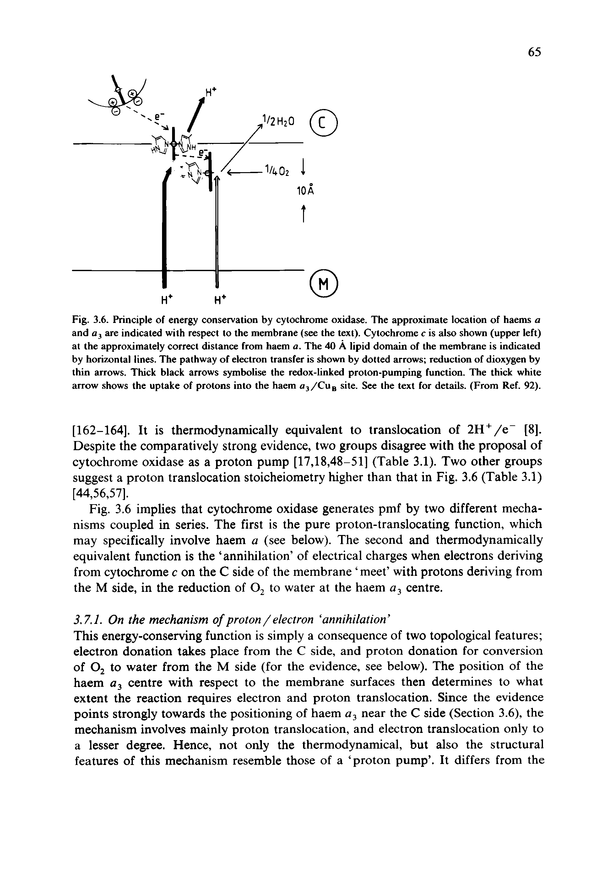 Fig. 3.6. Principle of energy conservation by cytochrome oxidase. The approximate location of haems a and Qj are indicated with respect to the membrane (see the text). Cytochrome c is also shown (upper left) at the approximately correct distance from haem a. The 40 A lipid domain of the membrane is indicated by horizontal lines. The pathway of electron transfer is shown by dotted arrows reduction of dioxygen by thin arrows. Thick black arrows symbolise the redox-linked proton-pumping function. The thick white arrow shows the uptake of protons into the haem aj/Cug site. See the text for details. (From Ref. 92).