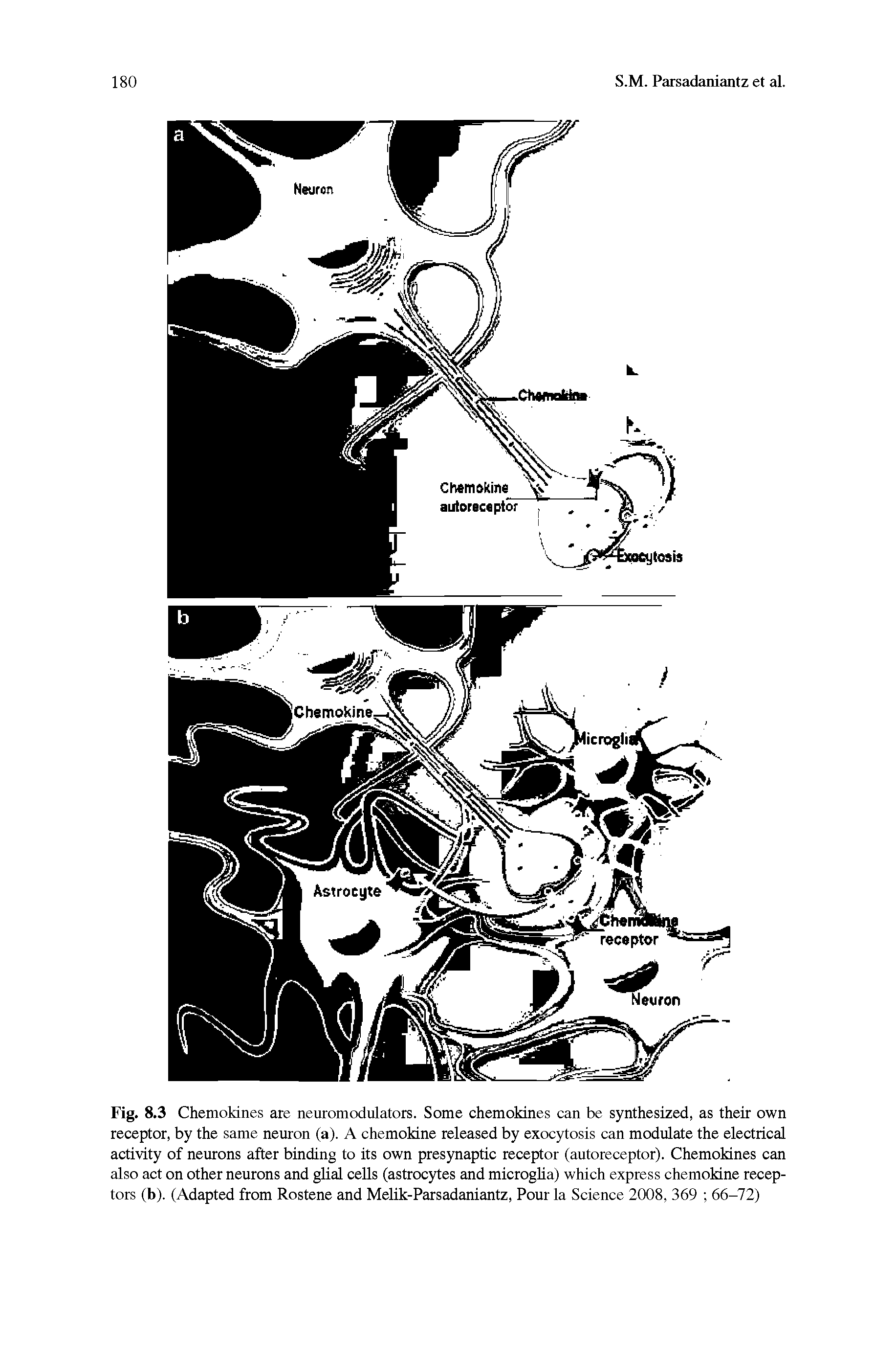 Fig. 8.3 Chemokines are neuromodulators. Some chemokines can be synthesized, as their own receptor, by the same neuron (a). A chemokine released by exocytosis can modulate the electrical activity of neurons after binding to its own presynaptic receptor (autoreceptor). Chemokines can also act on other neurons and glial cells (astrocytes and microgha) which express chemokine receptors (b). (Adapted from Rostene and Melik-Parsadaniantz, Pour la Science 2008, 369 66-72)...
