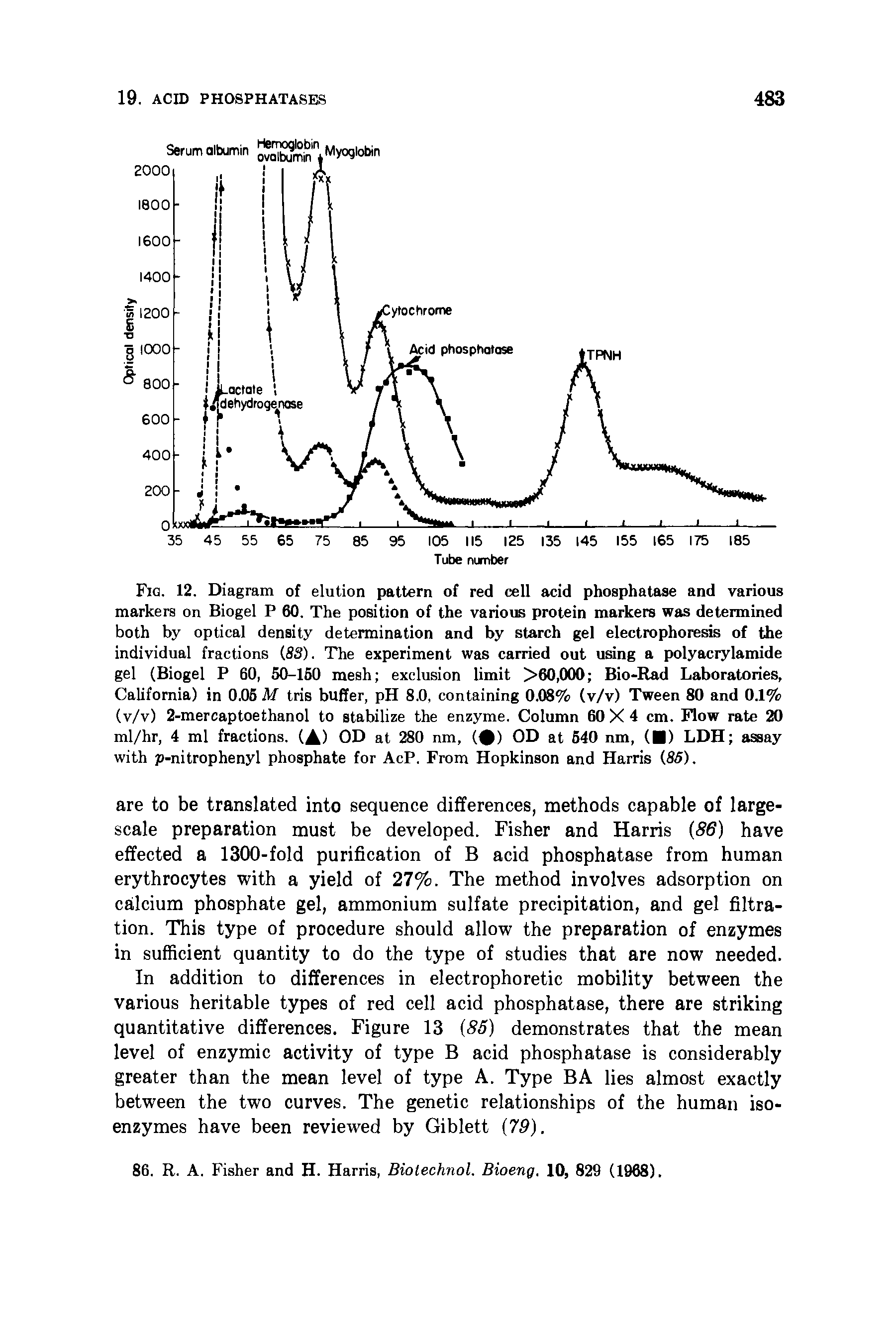 Fig. 12. Diagram of elution pattern of red cell acid phosphatase and various markers on Biogel P 60. The position of the various protein markers was determined both by optical density determination and by starch gel electrophoresis of the individual fractions (83). The experiment was carried out using a polyacrylamide gel (Biogel P 60, 50-150 mesh exclusion limit >60,000 Bio-Rad Laboratories, California) in 0.05 M tris buffer, pH 8.0, containing 0.08% (v/v) Tween 80 and 0.1% (v/v) 2-mercaptoethanol to stabilize the enzyme. Column 60 X 4 cm. Flow rate 20 ml/hr, 4 ml fractions. (A) OD at 280 nm, ( ) OD at 540 nm, ( ) LDH assay with p-nitrophenyl phosphate for AcP. From Hopkinson and Harris (85).