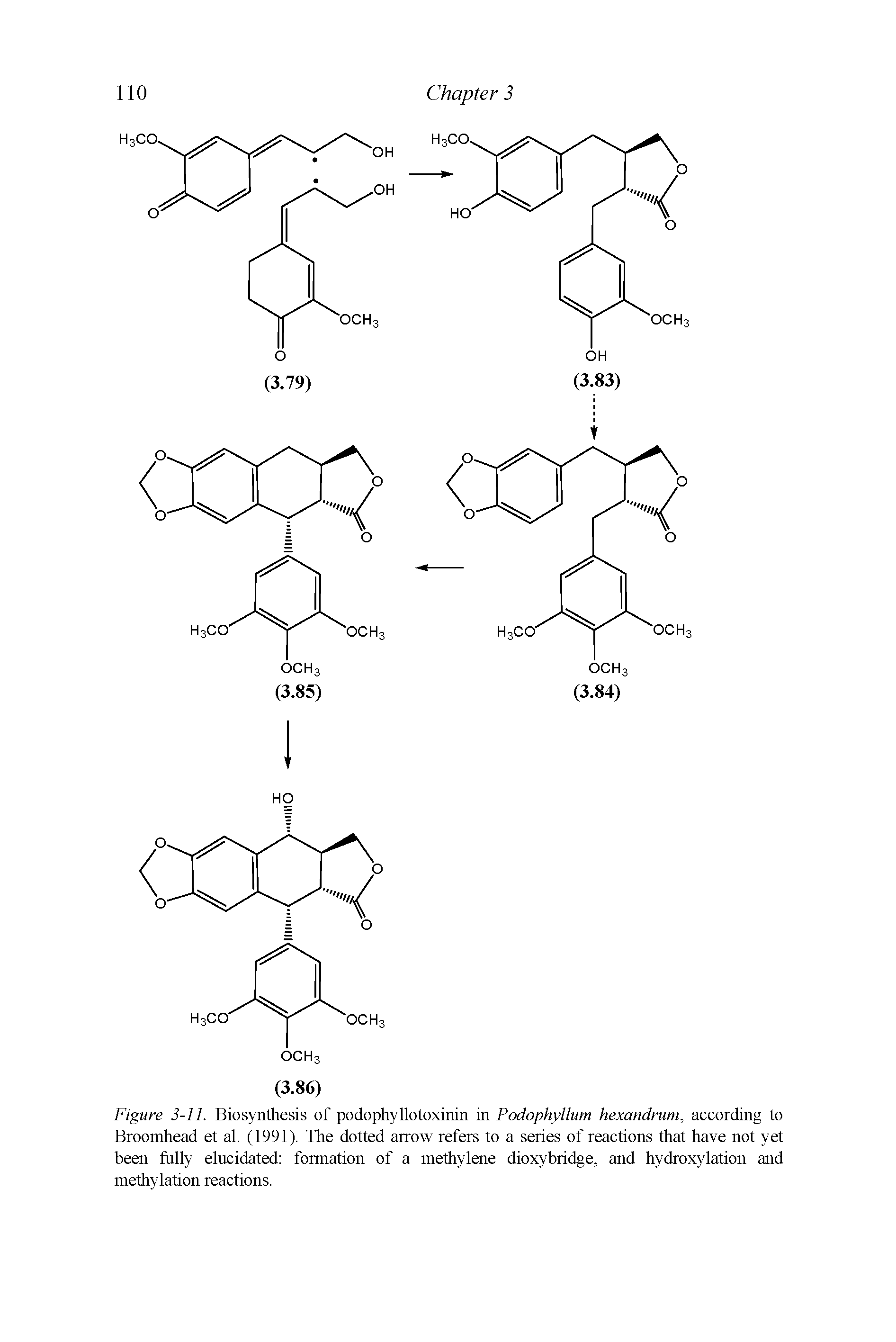 Figure 3-11. Biosynthesis of podophyllotoxinin in Podophyllum hexandrum, according to Broomhead et al. (1991). The dotted arrow refers to a series of reactions that have not yet been fully elucidated formation of a methylene dioxybridge, and hydroxylation and methylation reactions.
