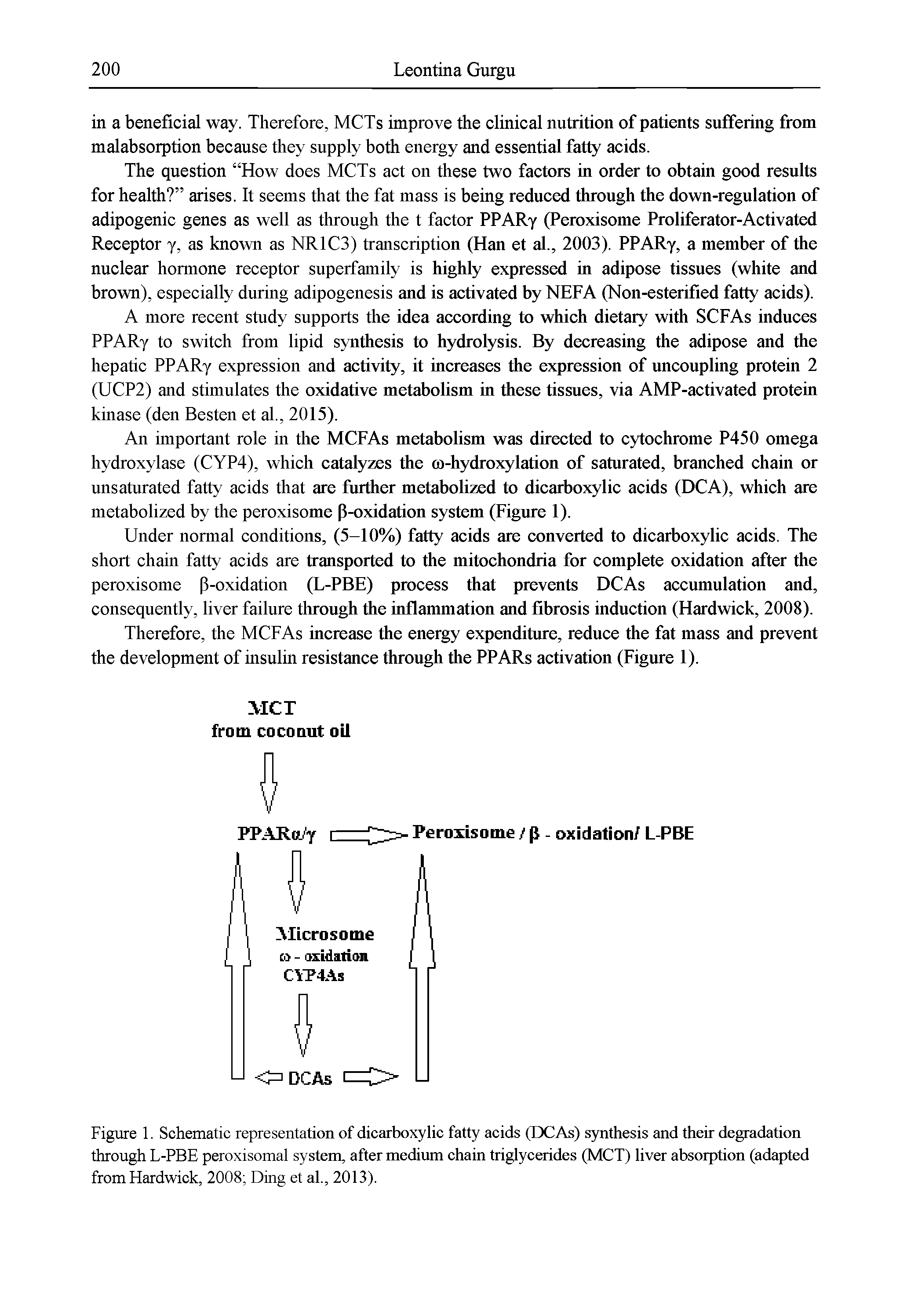 Figure 1. Schematic representation of dicarboxylic fatty acids (DCAs) synthesis and their degradation through L-PBE peroxisomal system, after medium chain triglycerides (MCT) liver absorption (adapted from Hardwick, 2008 Ding et al., 2013).