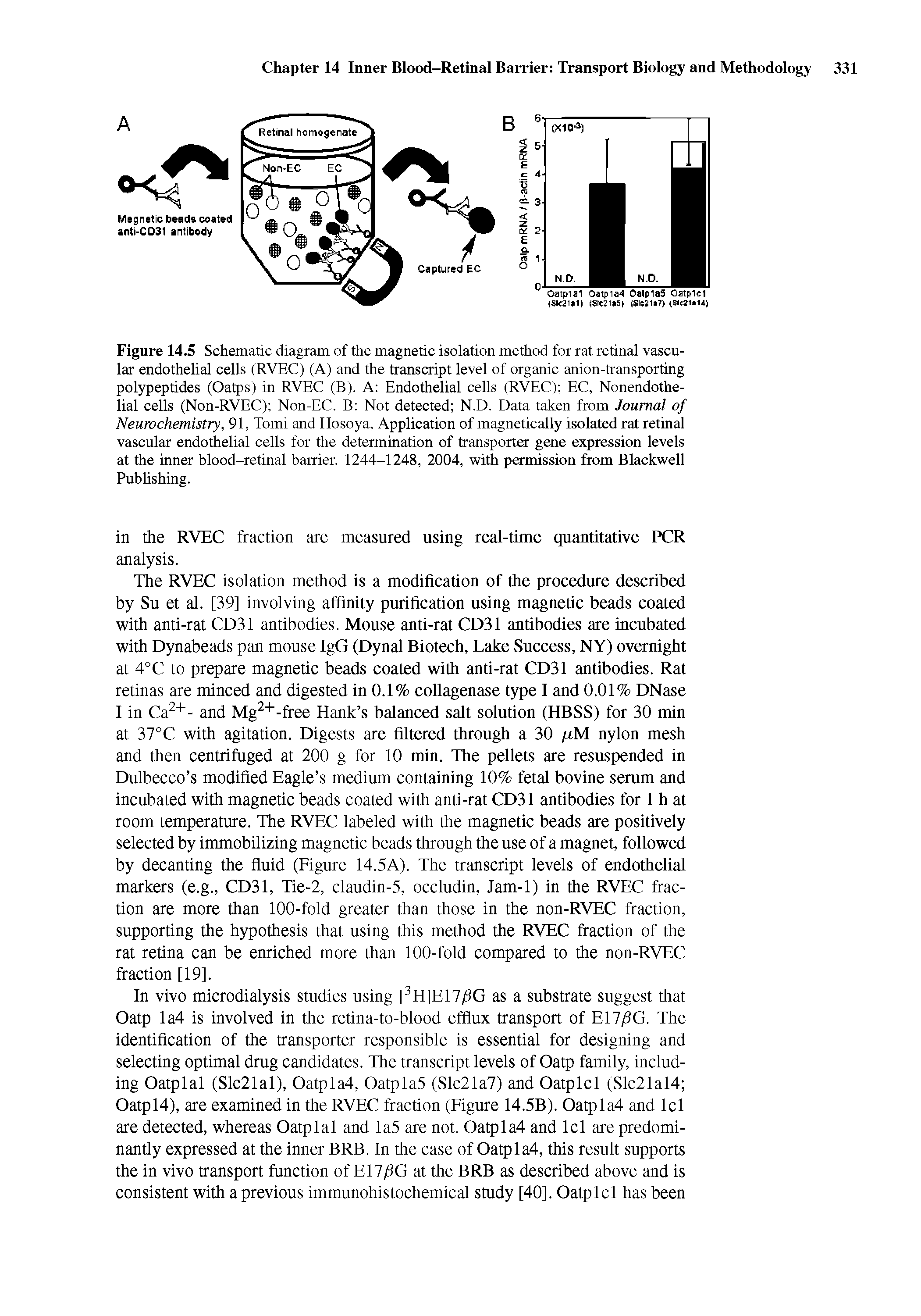 Figure 14.5 Schematic diagram of the magnetic isolation method for rat retinal vascular endothelial cells (RVEC) (A) and the transcript level of organic anion-transporting polypeptides (Oatps) in RVEC (B). A Endothelial cells (RVEC) EC, Nonendothe-lial cells (Non-RVEC) Non-EC. B Not detected N.D. Data taken from Journal of Neurochemistry, 91, Tomi and Hosoya, Application of magnetically isolated rat retinal vascular endothelial cells for the determination of transporter gene expression levels at the inner blood-retinal barrier. 1244-1248, 2004, with permission from Blackwell Publishing.
