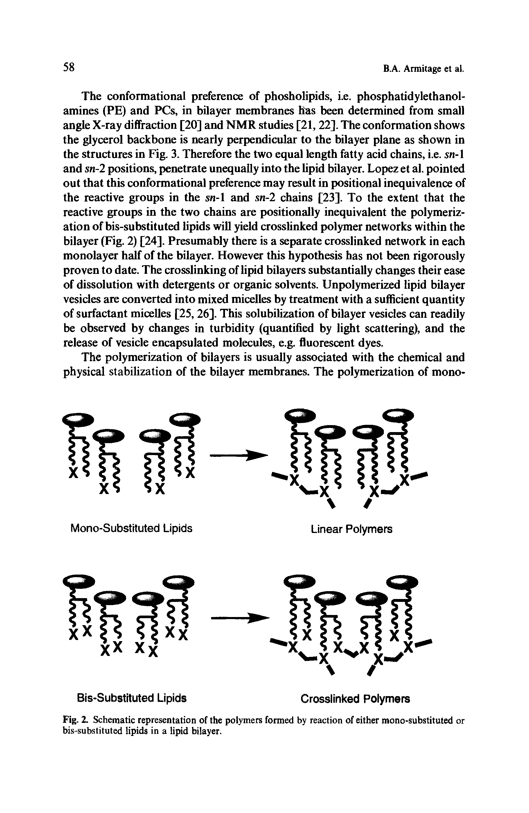 Fig. 2. Schematic representation of the polymers formed by reaction of either mono-substituted or bis-substituted lipids in a lipid bilayer.