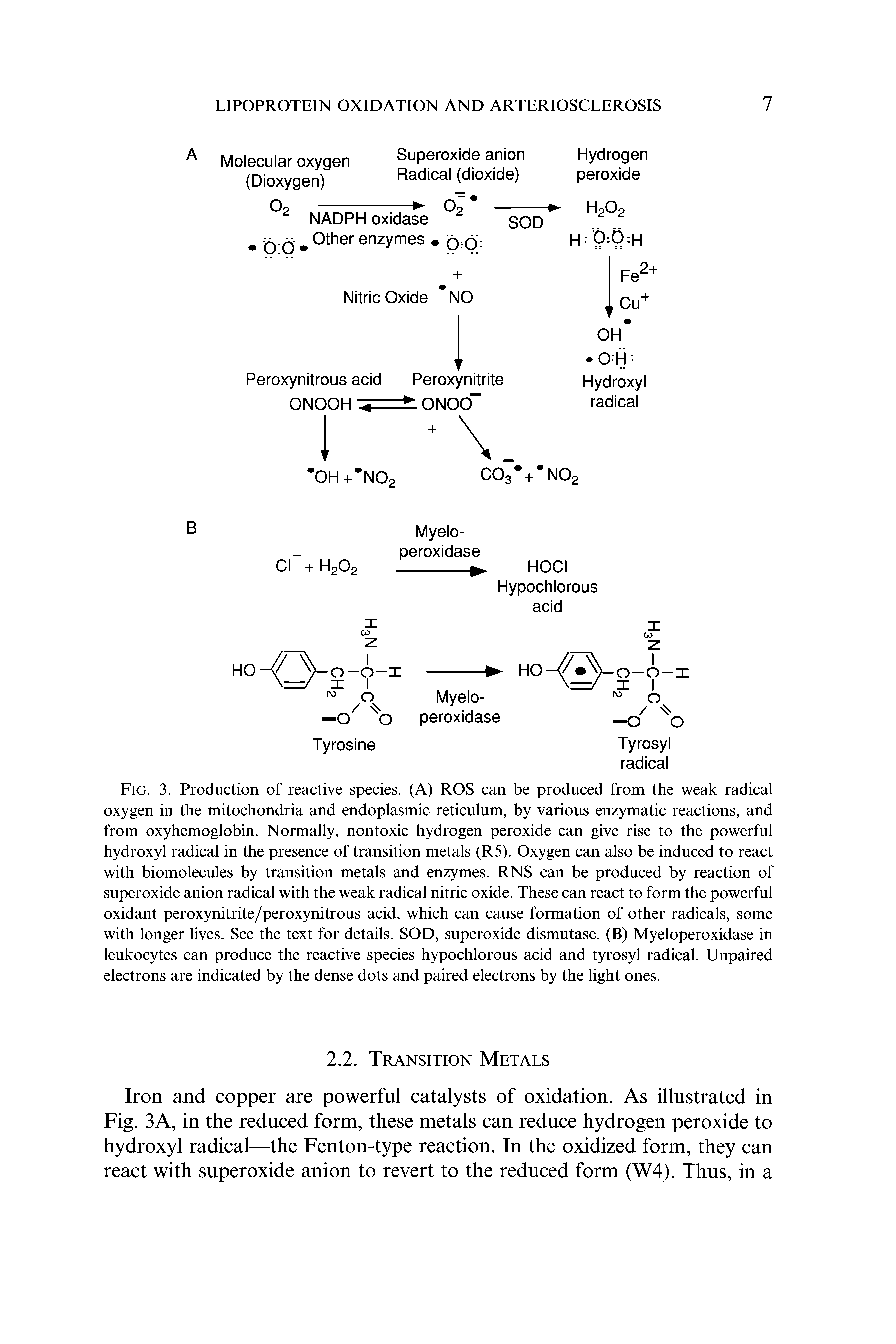 Fig. 3. Production of reactive species. (A) ROS can be produced from the weak radical oxygen in the mitochondria and endoplasmic reticulum, by various enzymatic reactions, and from oxyhemoglobin. Normally, nontoxic hydrogen peroxide can give rise to the powerful hydroxyl radical in the presence of transition metals (R5). Oxygen can also be induced to react with biomolecules by transition metals and enzymes. RNS can be produced by reaction of superoxide anion radical with the weak radical nitric oxide. These can react to form the powerful oxidant peroxynitrite/peroxynitrous acid, which can cause formation of other radicals, some with longer lives. See the text for details. SOD, superoxide dismutase. (B) Myeloperoxidase in leukocytes can produce the reactive species hypochlorous acid and tyrosyl radical. Unpaired electrons are indicated by the dense dots and paired electrons by the light ones.