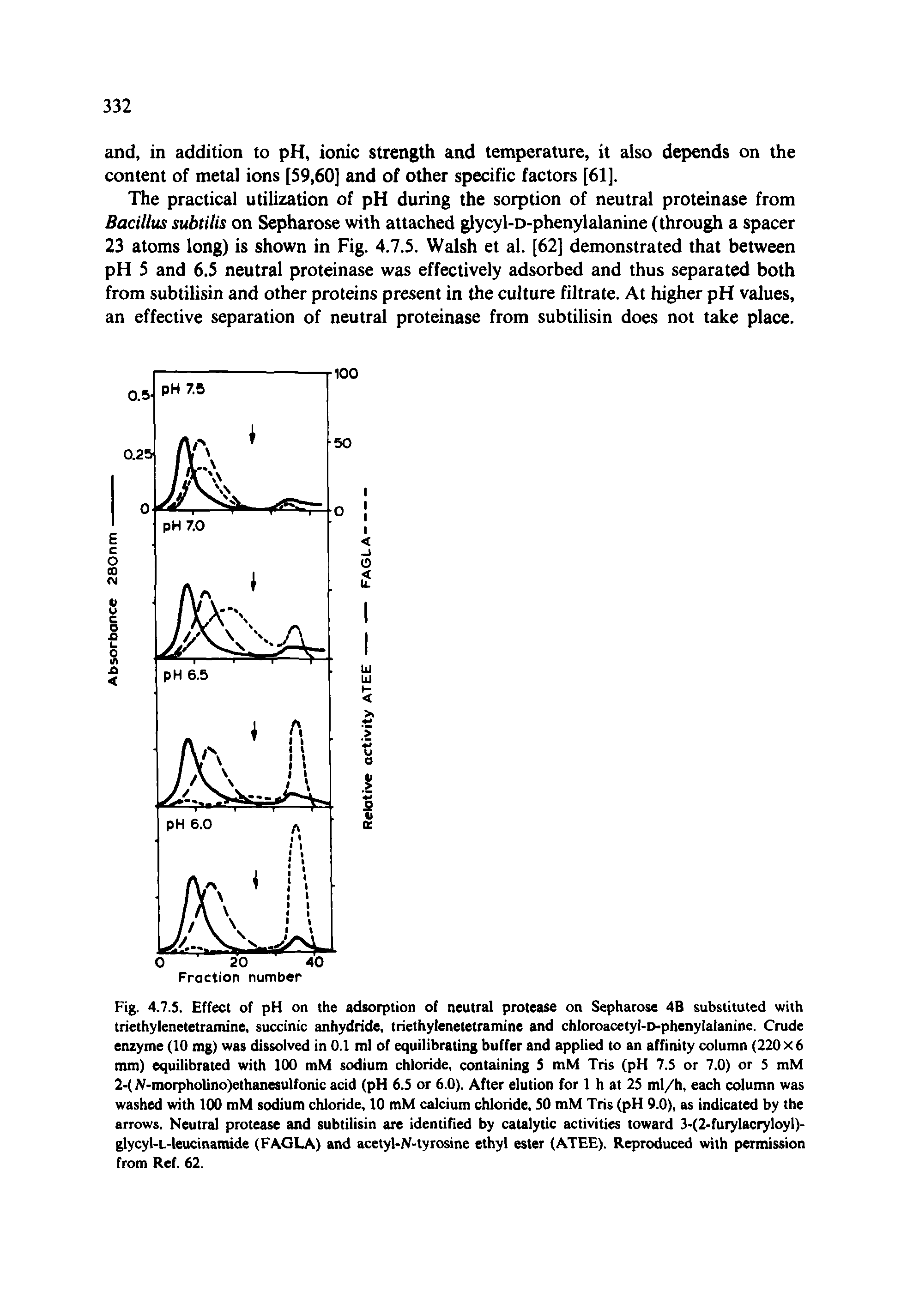 Fig. 4.7.S. Effect of pH on the adsorption of neutral protease on Sepharose 4B substituted with triethylenetetramine, succinic anhydride, triethylenetetramine and chloroacetyl-D-phenylalanine. Crude enzyme (10 mg) was dissolved in 0.1 ml of equilibrating buffer and applied to an affinity column (220x6 mm) equilibrated with 1(X) mM sodium chloride, containing 5 mM Tris (pH 7.5 or 7.0) or 5 mM 2-( -morpholino)ethanesulfonic acid (pH 6.5 or 6.0). After elution for 1 h at 25 ml/h, each column was washed with 100 mM sodium chloride, 10 mM calcium chloride, 50 mM Tris (pH 9.0), as indicated by the arrows. Neutral protease and subtilisin are identified by catalytic activities toward 3-(2-furylacryloyl)-glycyt-L-leucinamide (FAGLA) and acetyl-JV-tyrosine ethyl ester (ATEE), Reproduced with permission from Ref. 62.