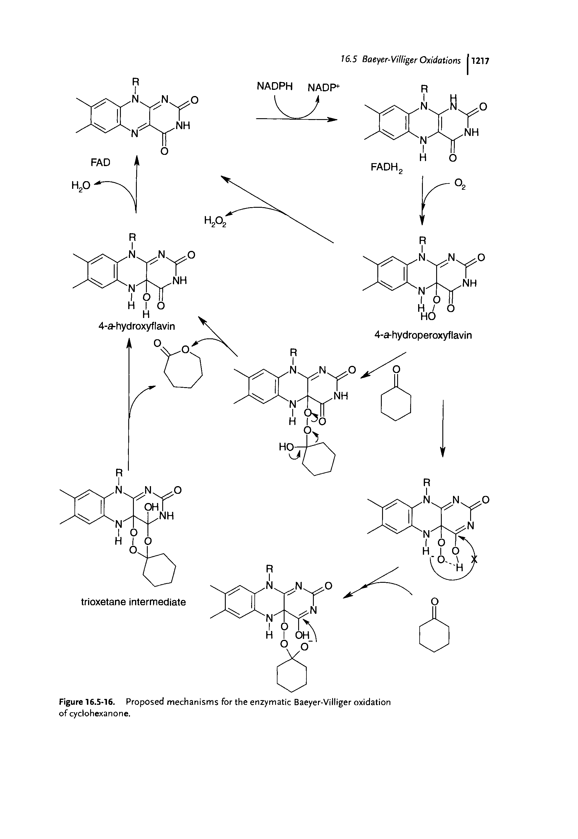 Figure 16.5-16. Proposed mechanisms for the enzymatic Baeyer-Villiger oxidation of cyclohexanone.