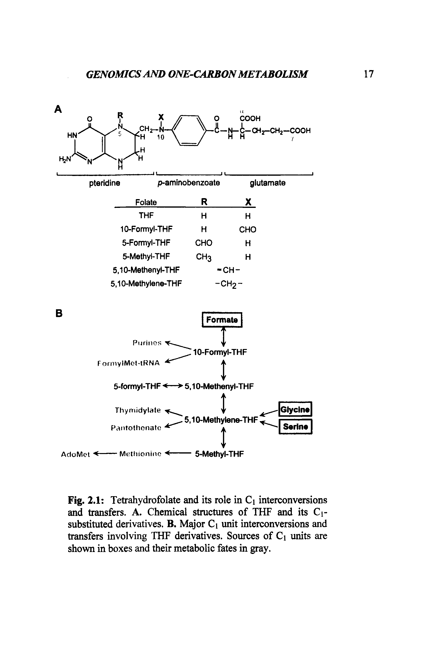 Fig. 2.1 Tetrahydrofolate and its role in Ci interconversions and transfers. A. Chemical structures of THF and its Ci-substituted derivatives. B. Major Ci unit interconversions and transfers involving THF derivatives. Sources of Ci units are shown in boxes and their metabolic fates in gray.