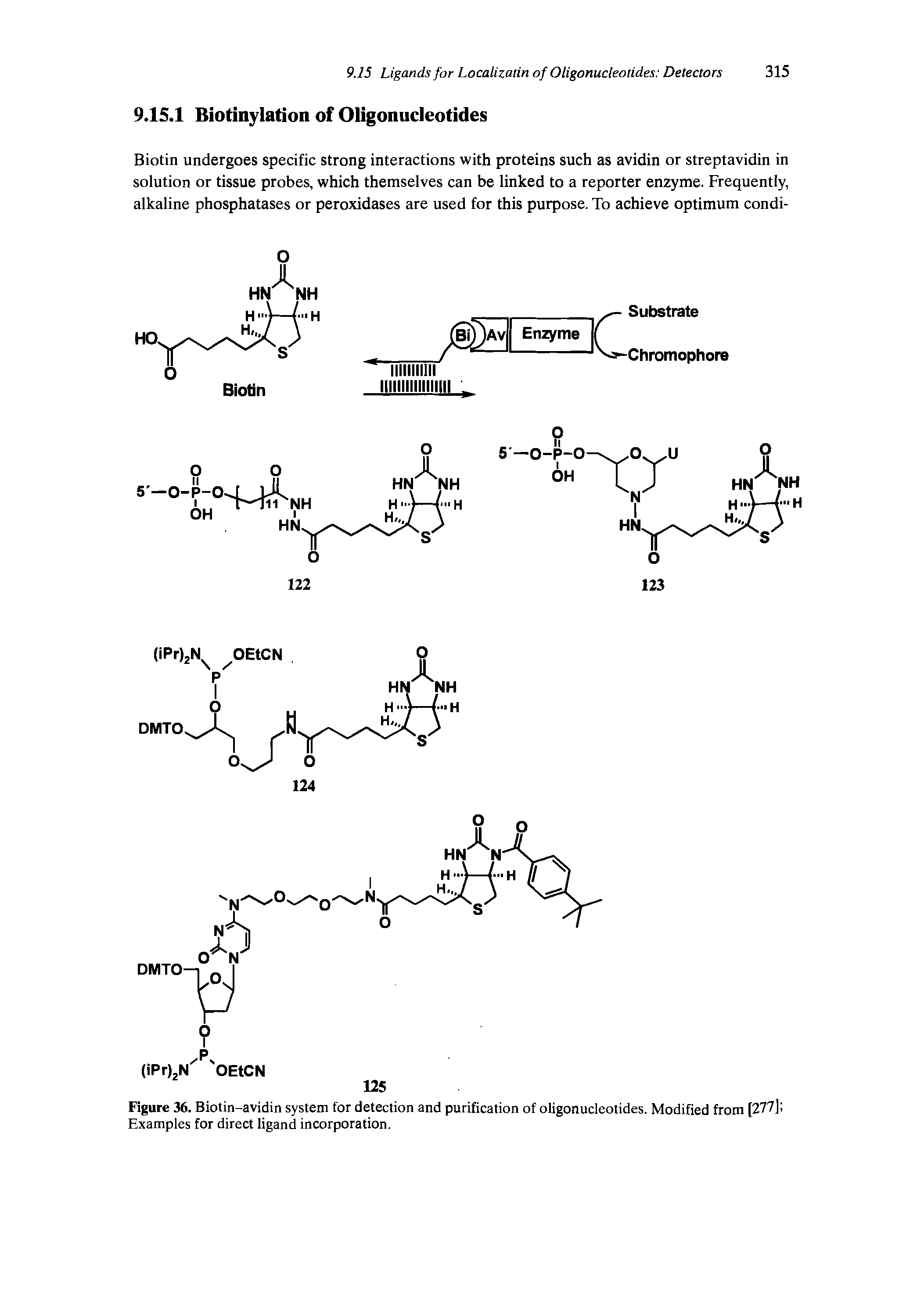 Figure 36. Biotin-avidin system for detection and purification of oligonucleotides. Modified from [277] Examples for direct ligand incorporation.