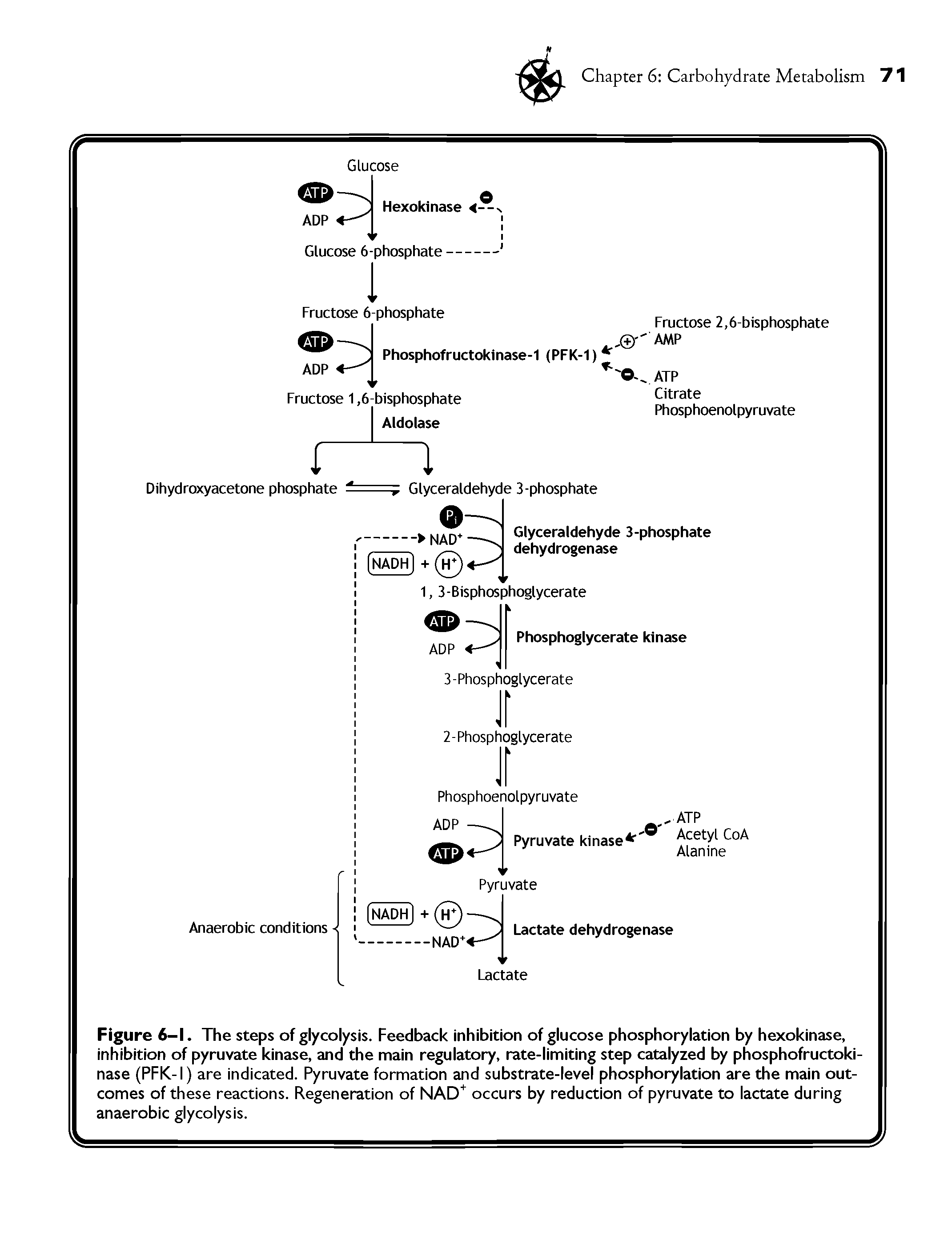 Figure 6-1. The steps of glycolysis. Feedback inhibition of glucose phosphorylation by hexokinase, inhibition of pyruvate kinase, and the main regulatory, rate-limiting step catalyzed by phosphofructoki-nase (PFK-I) are indicated, pyruvate formation and substrate-level phosphorylation are the main outcomes of these reactions. Regeneration of NAD occurs by reduction of pyruvate to lactate during anaerobic glycolysis.