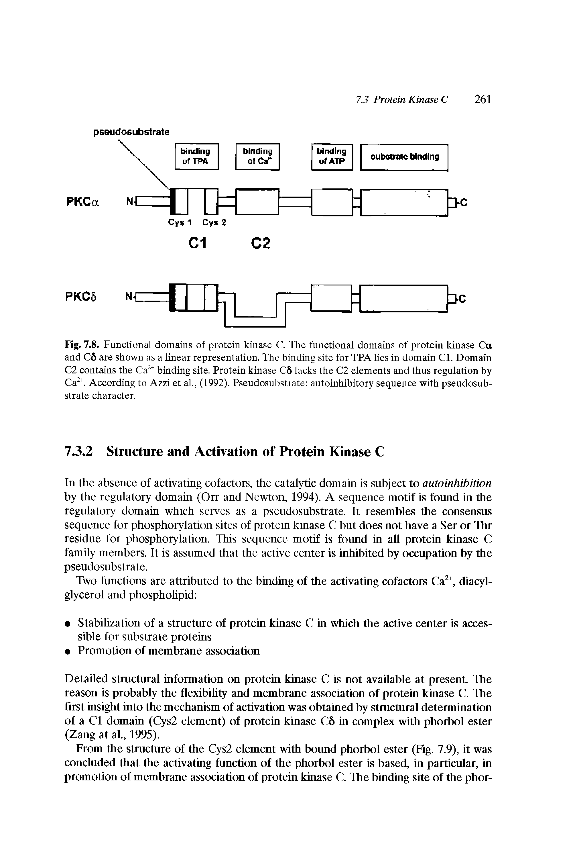 Fig. 7.8. Functional domains of protein kinase C. The functional domains of protein kinase Ca and C8 are shown as a linear representation. The binding site for TPA lies in domain Cl. Domain C2 contains the Ca binding site. Protein kinase C8 lacks the C2 elements and thus regulation by Ca. According to Azzi et ah, (1992). Pseudosubstrate autoinhibitory sequence with pseudosubstrate character.