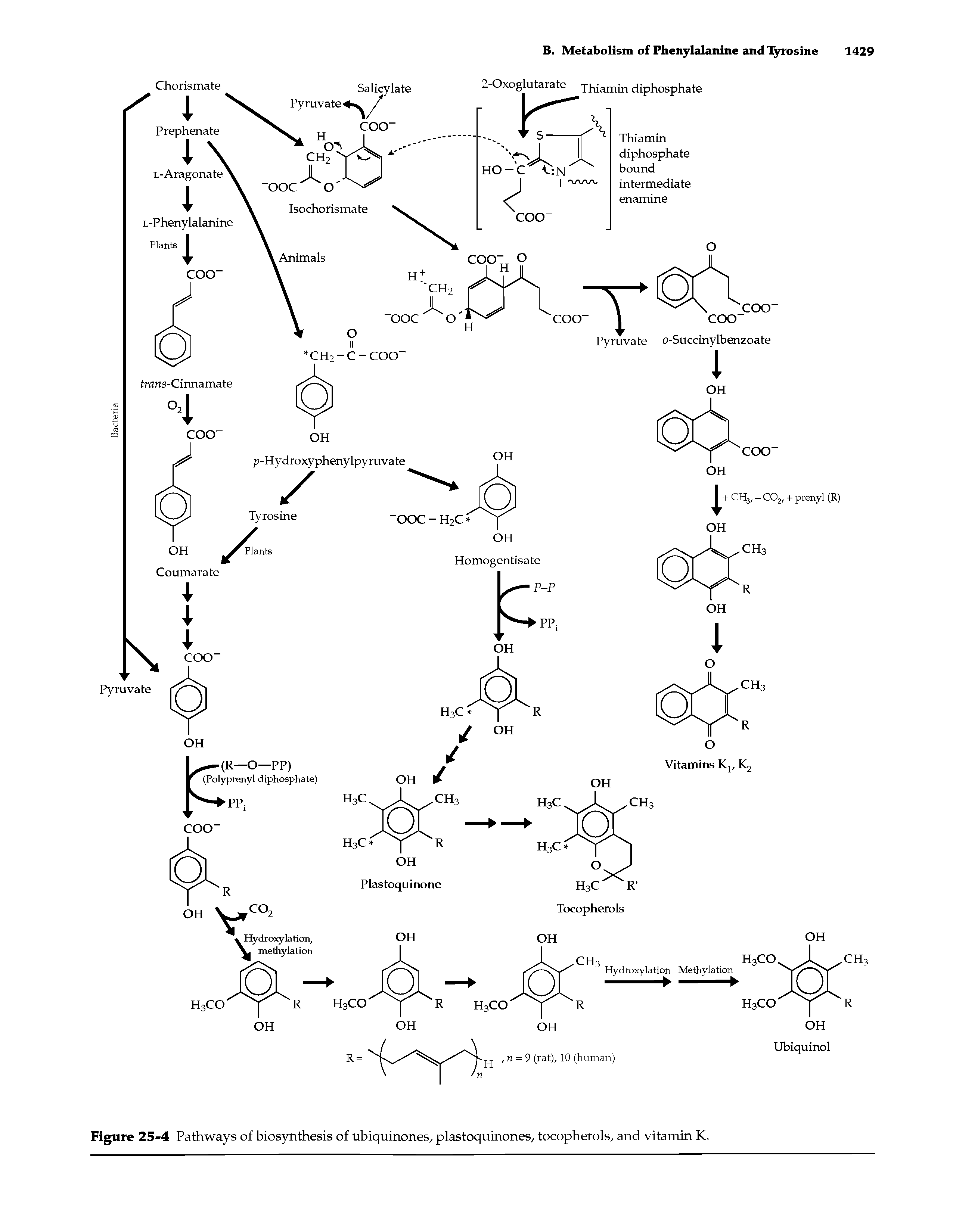 Figure 25-4 Pathways of biosynthesis of ubiquinones, plastoquinones, tocopherols, and vitamin K.