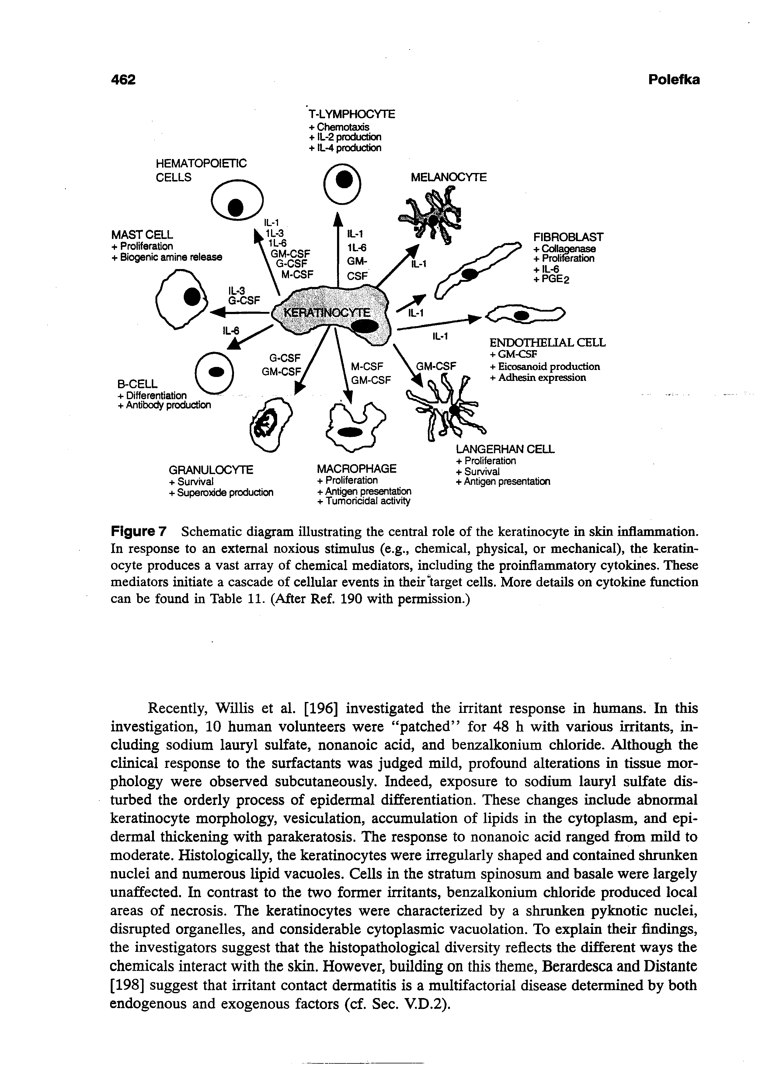 Figure 7 Schematic diagram illustrating the central role of the keratinocyte in skin inflammation. In response to an external noxious stimulus (e.g., chemical, physical, or mechanical), the keratinocyte produces a vast array of chemical mediators, including the proinflammatory cytokines. These mediators initiate a cascade of cellular events in their target cells. More details on cytokine function can be found in Table 11. (After Ref. 190 with permission.)...