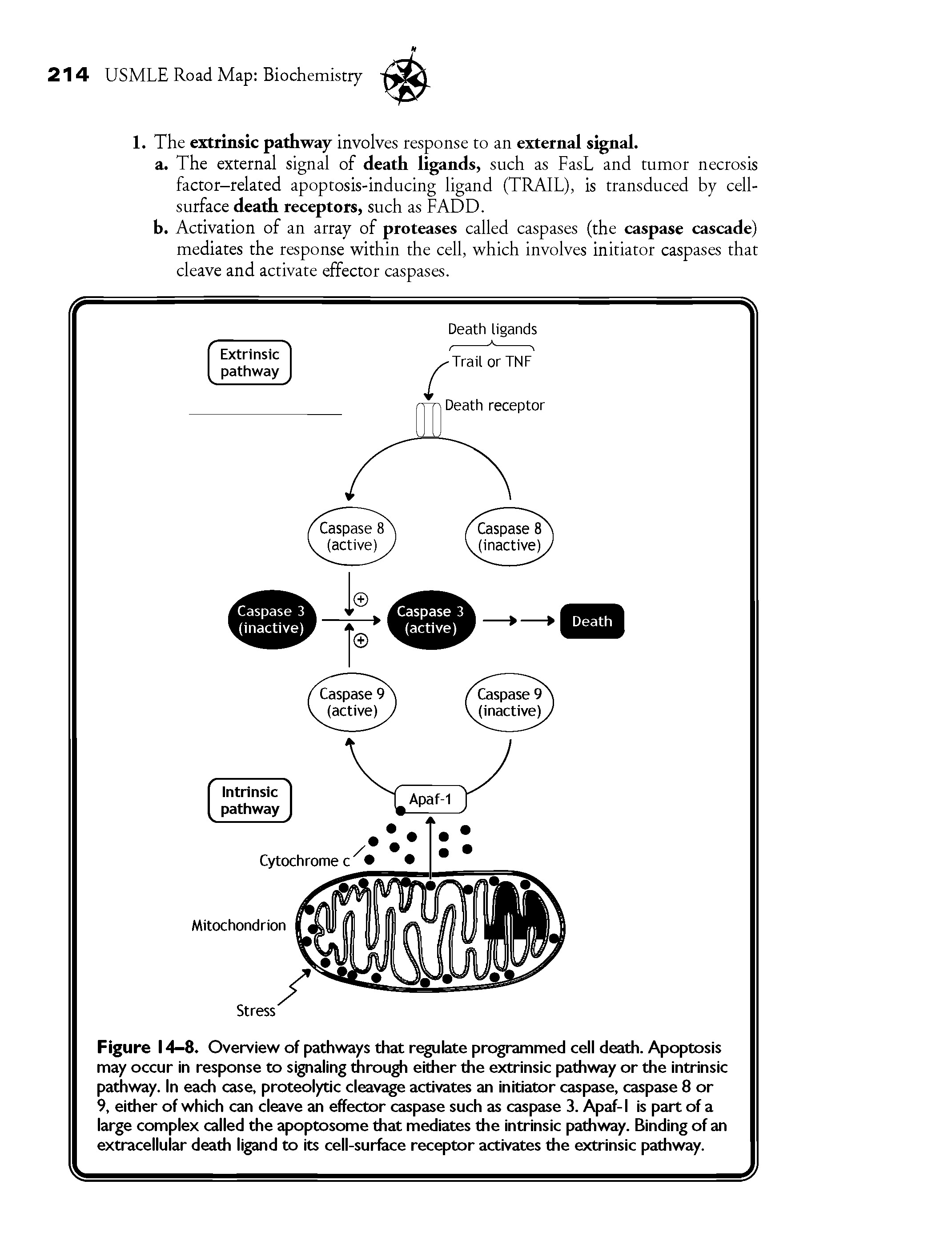 Figure 14-8. Overview of pathways that regulate programmed cell death. Apoptosis may occur in response to signaling through either the extrinsic pathway or the intrinsic pathway. In each case, proteolytic cleavage activates an initiator caspase, caspase 8 or 9, either of which can cleave an effector caspase such as caspase 3. Apaf-1 is part of a large complex called the apoptosome that mediates the intrinsic pathway. Binding of an extracellular death ligand to its cell-surface receptor activates the extrinsic pathway.