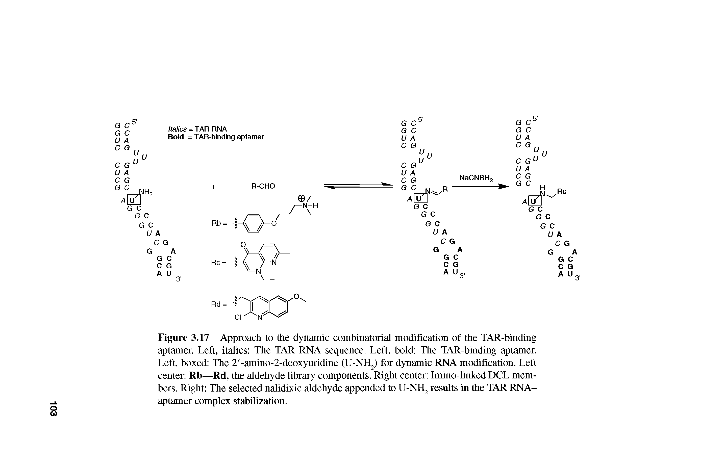 Figure 3.17 Approach to the dynamic combinatorial modification of the TAR-binding aptamer. Left, italics The TAR RNA sequence. Left, bold The TAR-binding aptamer. Left, boxed The 2 -amino-2-deoxyuridine (U-NH ) for dynamic RNA modification. Left center Rb—Rd, the aldehyde library components. Right center Imino-linked DCL members. Right The selected nalidixic aldehyde appended to U-NH results in the TAR RNA-aptamer complex stabilization.