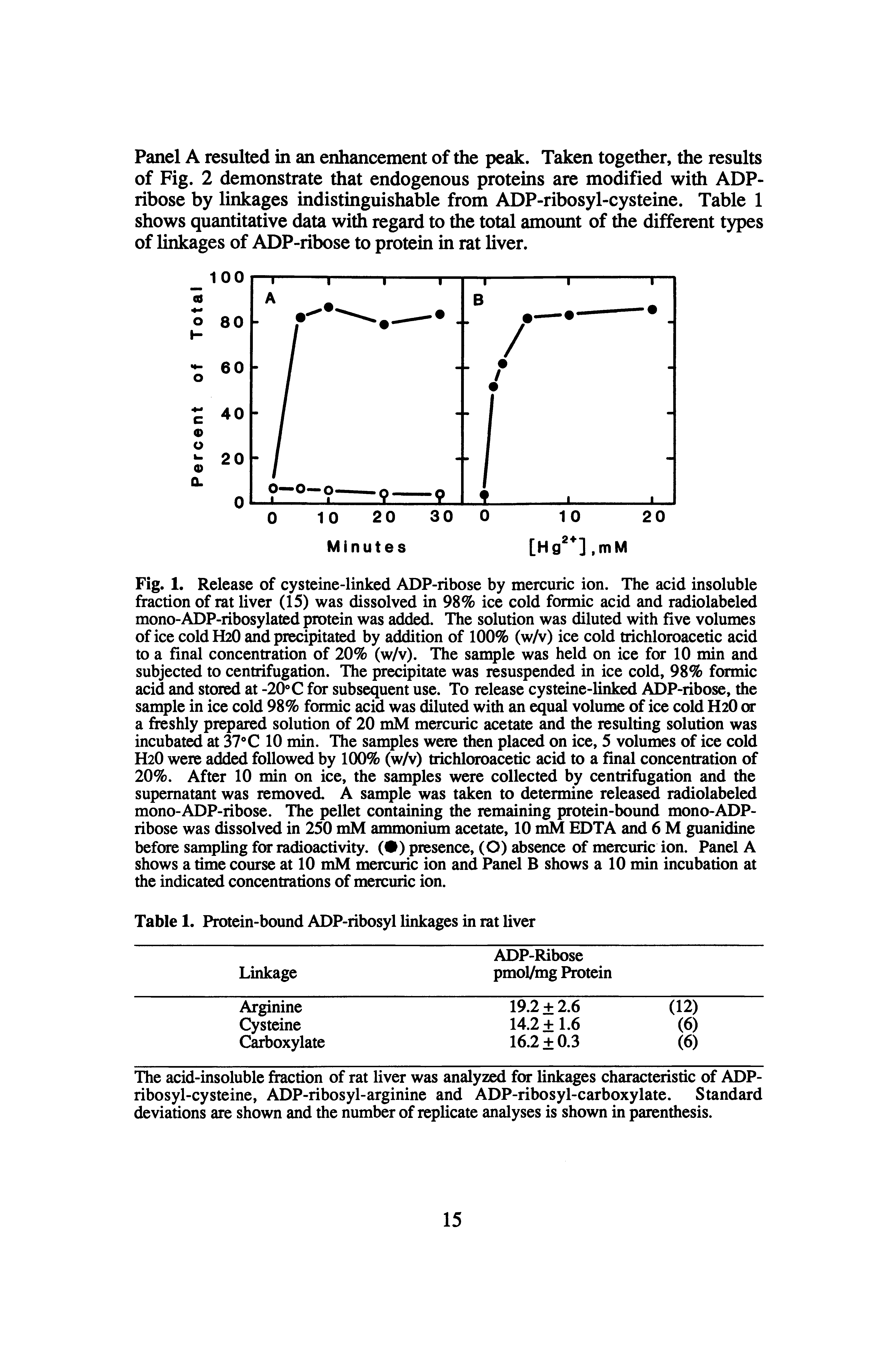 Fig. 1. Release of cysteine-linked ADP-ribose by mercuric ion. The acid insoluble fraction of rat liver (15) was dissolved in 98% ice cold formic acid and radiolabeled mono-ADP-ribosylated protein was added. The solution was diluted with five volumes of ice cold H2O and precipitated by addition of 100% (w/v) ice cold trichloroacetic acid to a final concentration of 20% (w/v). The sample was held on ice for 10 min and subjected to centrifugation. The precipitate was resuspended in ice cold, 98% formic acid and stored at -20° C for subsequent use. To release cysteine-linked ADP-ribose, the sample in ice cold 98% formic acid was diluted with an equal volume of ice cold H2O or a freshly prepared solution of 20 mM mercuric acetate and the resulting solution was incubat at 37°C 10 min. The samples were then placed on ice, 5 volumes of ice cold H2O were added followed by 100% (w/v) trichloroacetic acid to a final concentration of 20%. After 10 min on ice, the samples were collected by centrifugation and the supernatant was removed. A sample was taken to determine released radiolabeled mono-ADP-ribose. The pellet containing the remaining protein-bound mono-ADP-ribose was dissolved in 250 mM ammonium acetate, 10 EDTA and 6 M guanidine before sampling for radioactivity. ( ) presence, (O) absence of mercuric ion. Panel A shows a time course at 10 mM mercuric ion and Panel B shows a 10 min incubation at the indicated concentrations of mercuric ion.