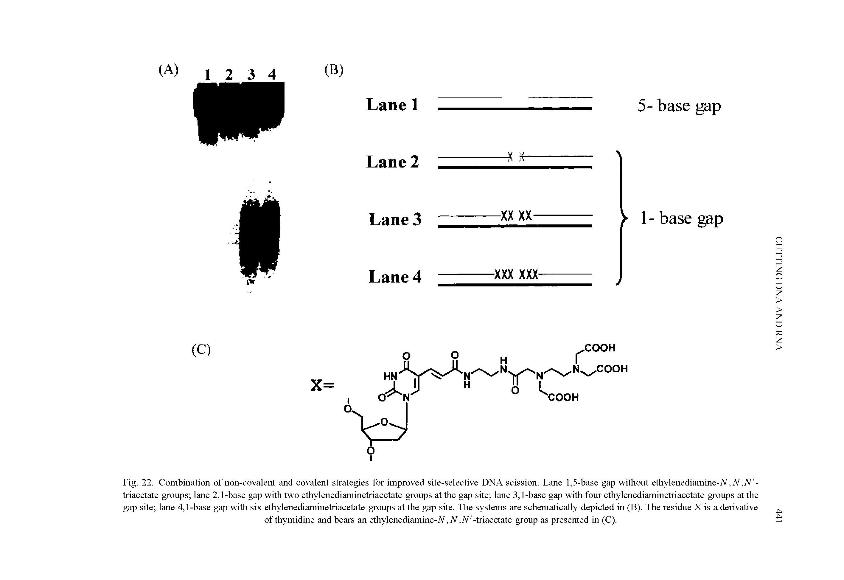 Fig. 22. Combination of non-covalent and covalent strategies for improved site-selective DNA scission. Lane 1,5-base gap without ethylenediamine-A, triacetate groups lane 2,1-base gap with two ethylenediaminetriacetate groups at the gap site lane 3,1-base gap with four ethylenediaminetriacetate groups at the gap site lane 4,1-base gap with six ethylenediaminetriacetate groups at the gap site. The systems are schematically depicted in (B). The residue X is a derivative...