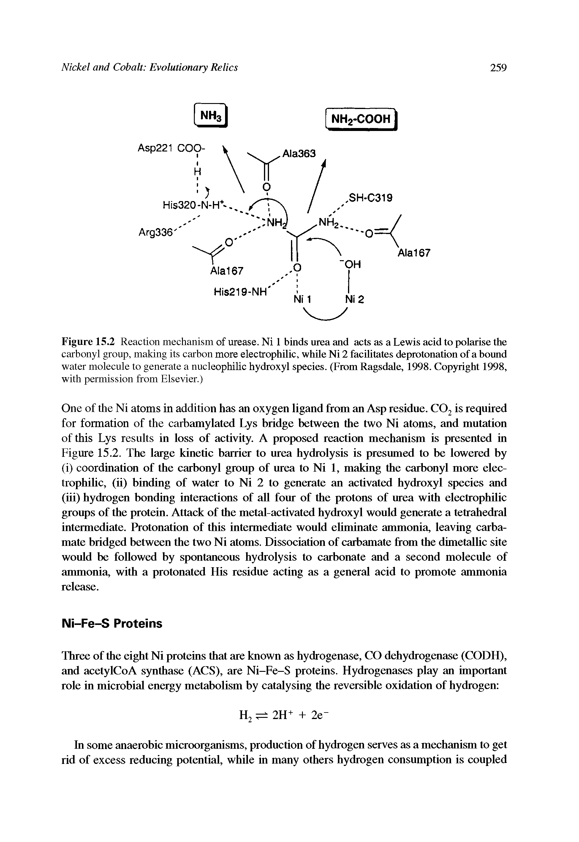 Figure 15.2 Reaction mechanism of urease. Ni 1 binds urea and acts as a Lewis acid to polarise the carbonyl group, making its carbon more electrophilic, while Ni 2 facilitates deprotonation of a bound water molecule to generate a nucleophilic hydroxyl species. (From Ragsdale, 1998. Copyright 1998, with permission from Elsevier.)...