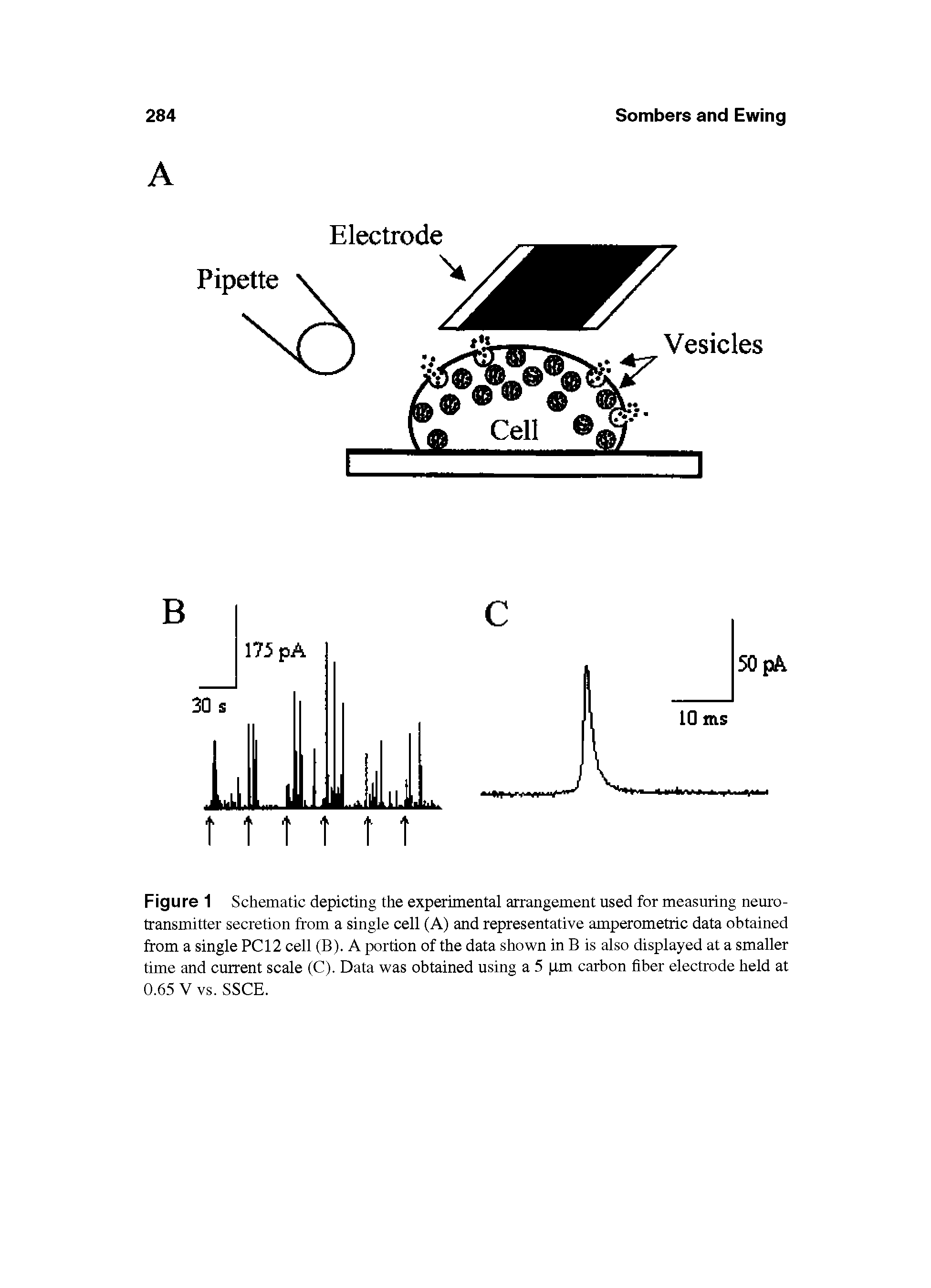 Figure 1 Schematic depicting the experimental arrangement used for measuring neurotransmitter secretion from a single cell (A) and representative amperometiic data obtained from a single PC 12 cell (B). A portion of the data shown in B is also displayed at a smaller time and current scale (C). Data was obtained using a 5 pm carbon fiber electrode held at 0.65 V vs. SSCE.