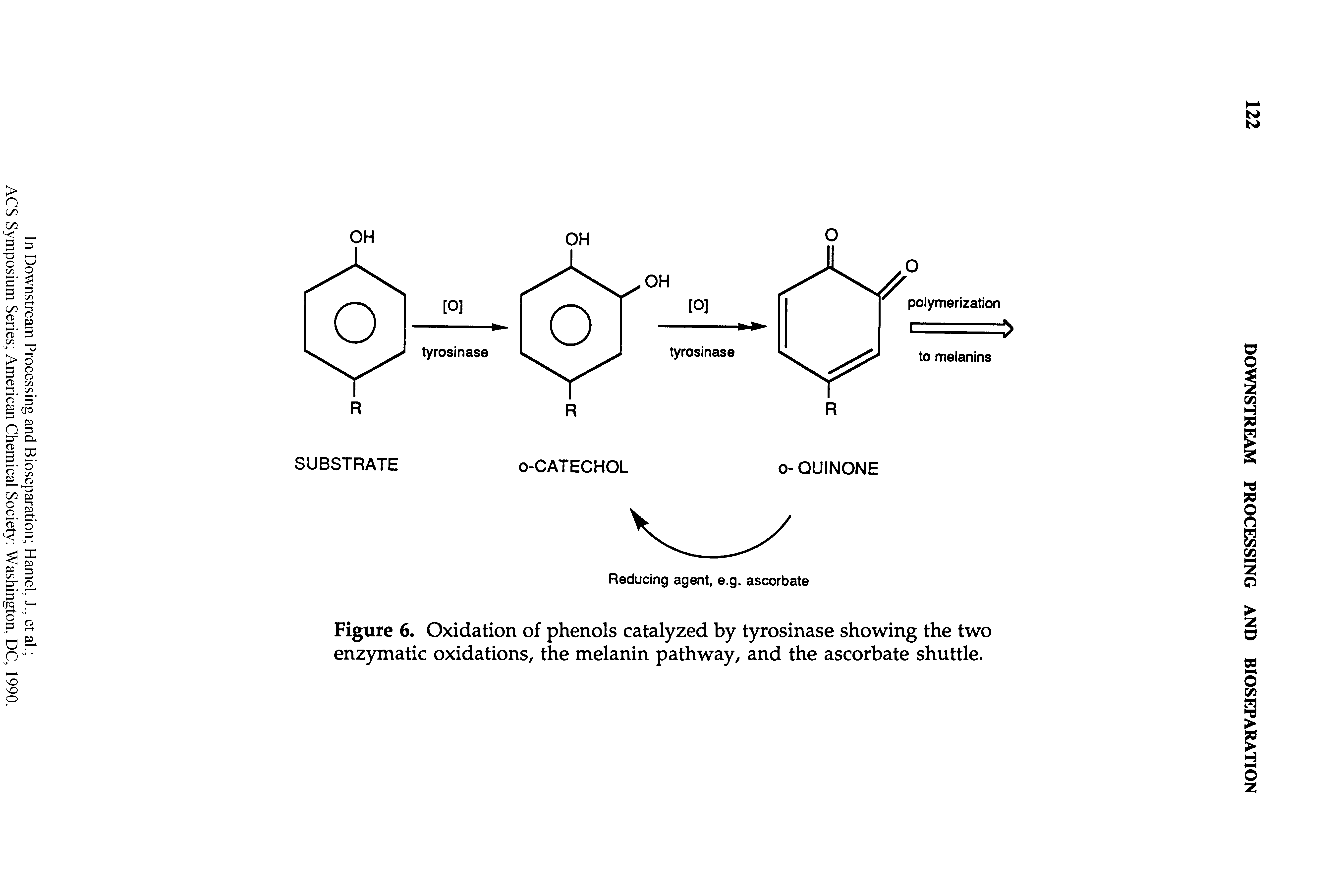 Figure 6. Oxidation of phenols catalyzed by tyrosinase showing the two enzymatic oxidations, the melanin pathway, and the ascorbate shuttle.