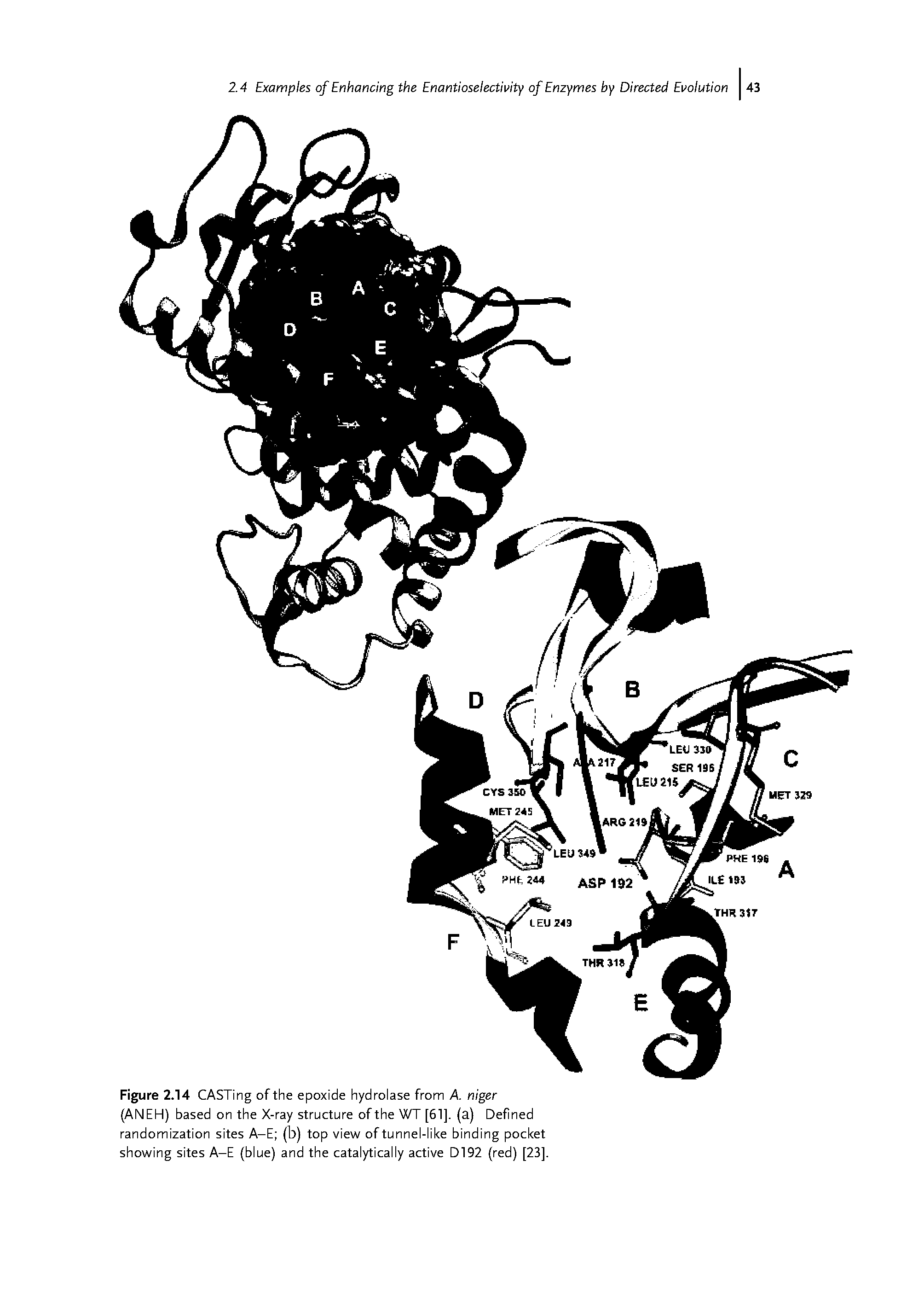 Figure 2.14 CASTing of the epoxide hydrolase from A. niger (ANEH) based on the X-ray structure of the WT [61]. (a) Defined randomization sites A-E (b) top view of tunnel-like binding pocket showing sites A-E (blue) and the catalytically active D192 (red) [23].