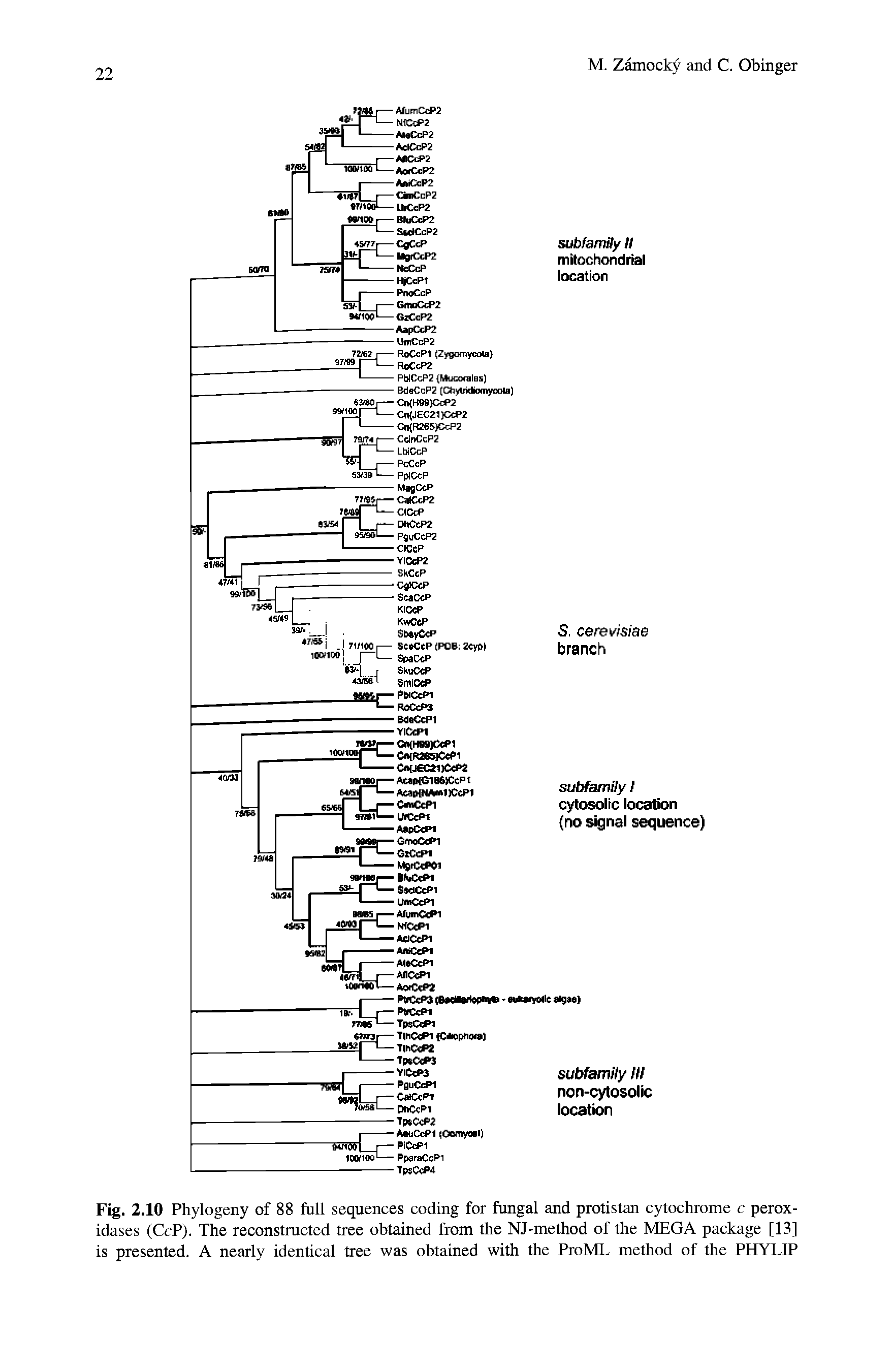 Fig. 2.10 Phylogeny of 88 full sequences coding for fungal and protistan cytochrome c peroxidases (CcP). The reconstructed tree obtained from the NJ-method of the MEGA package [13] is presented. A nearly identical tree was obtained with the ProML method of the PHYLIP...