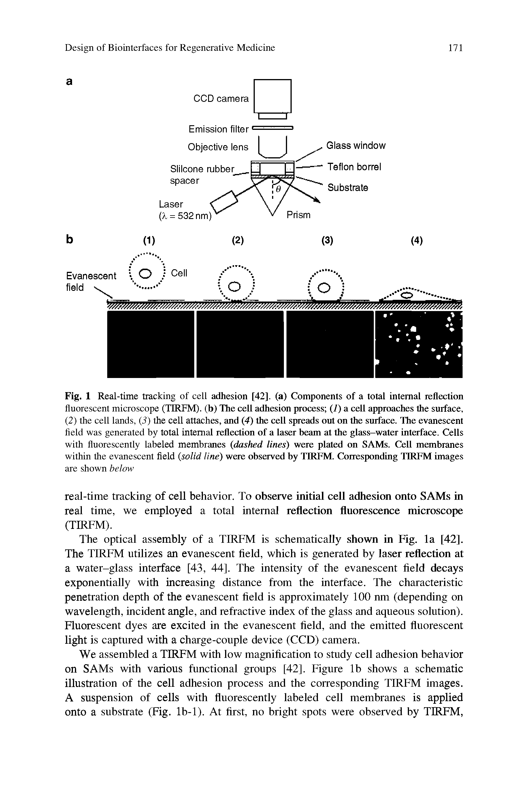 Fig. 1 Real-time tracking of cell adhesion [42]. (a) Components of a total internal reflection fluorescent microscope (TIRFM). (b) The cell adhesion process (7) a cell approaches the surface, (2) the cell lands, (3) the cell attaches, and (4) the cell spreads out on the surface. The evanescent field was generated by total internal reflection of a laser beam at the glass-water interface. Cells with fluorescently labeled membranes (dashed lines) were plated on SAMs. Cell membranes within the evanescent field (solid line) were observed by TIRFM. Corresponding TIRFM images are shown below...