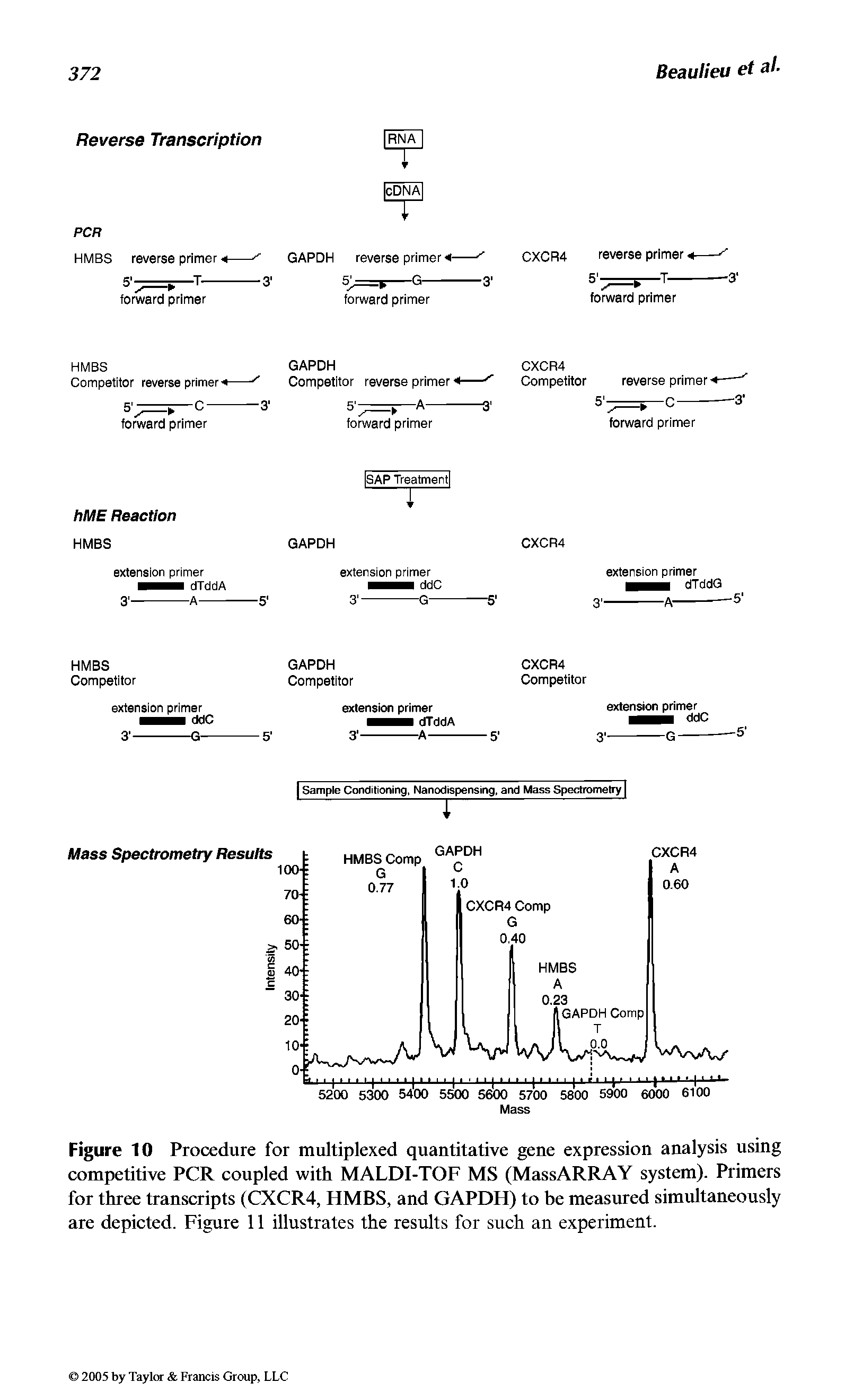 Figure 10 Procedure for multiplexed quantitative gene expression analysis using competitive PCR coupled with MALDI-TOF MS (MassARRAY system). Primers for three transcripts (CXCR4, HMBS, and GAPDH) to be measured simultaneously are depicted. Figure 11 illustrates the results for such an experiment.