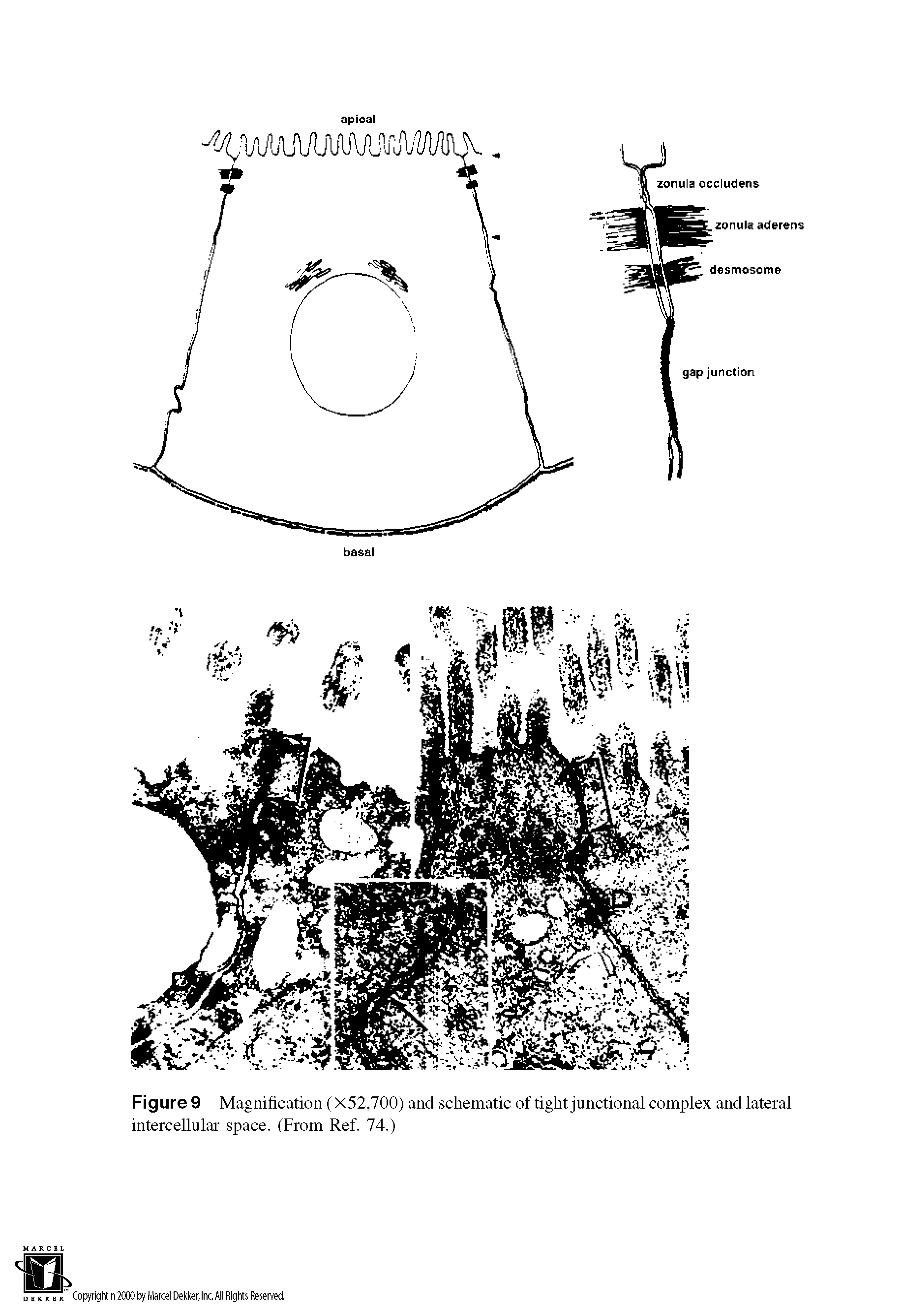 Figure 9 Magnification (X52,700) and schematic of tight junctional complex and lateral intercellular space. (From Ref. 74.)...