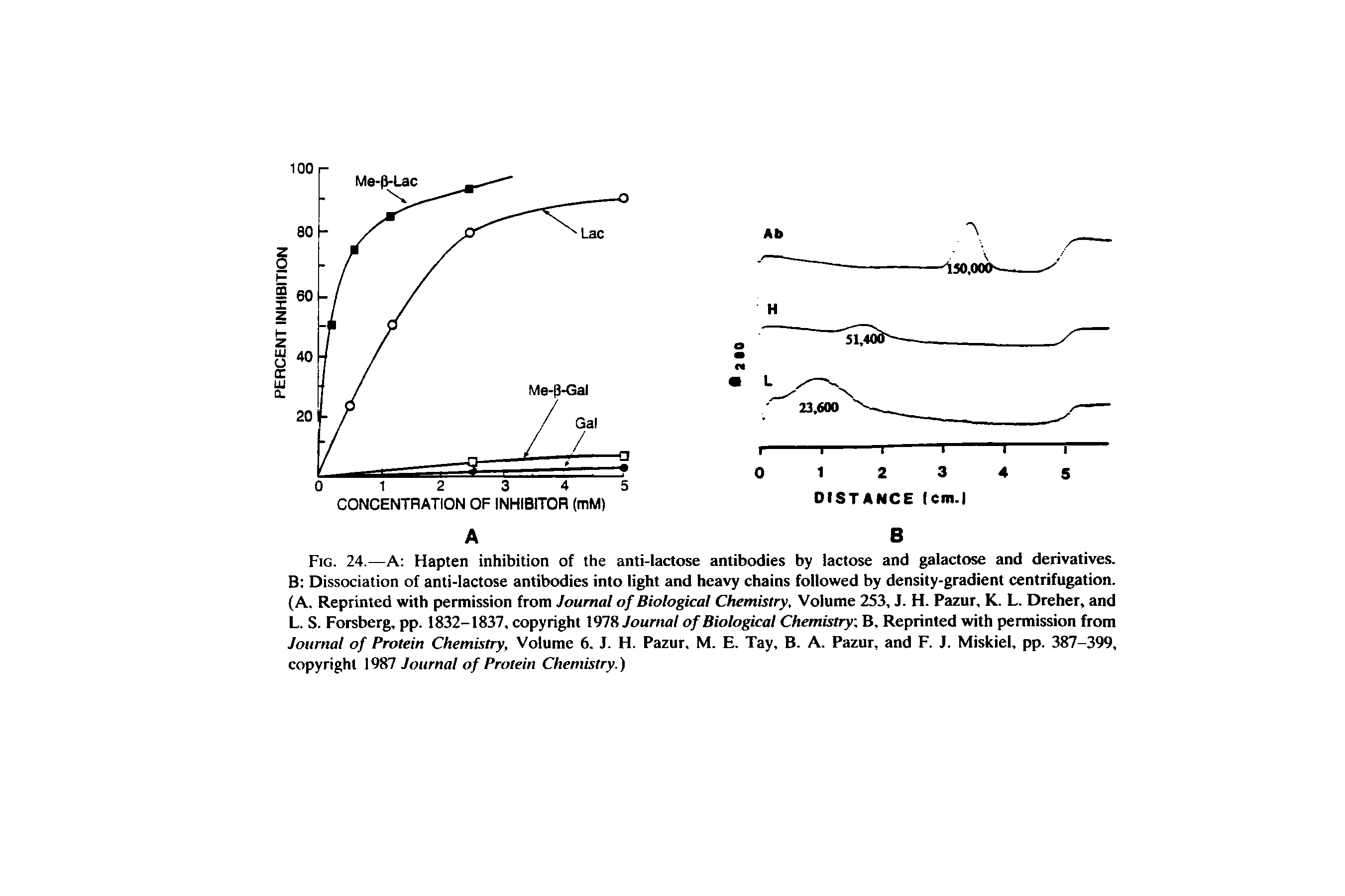 Fig. 24.—A Hapten inhibition of the anti-lactose antibodies by lactose and galactose and derivatives. B Dissociation of anti-lactose antibodies into light and heavy chains followed by density-gradient centrifugation. (A. Reprinted with permission from Journal of Biological Chemistry, Volume 253, J. H. Pazur, K. L. Dreher, and L. S. Forsberg, pp. 1832-1837, copyright 1978 Journal of Biological Chemistry B, Reprinted with permission from Journal of Protein Chemistry, Volume 6. J. H. Pazur, M. E. Tay, B. A. Pazur, and F. J. Miskiel, pp. 387-399, copyright 1987 Journal of Protein Chemistry.)...
