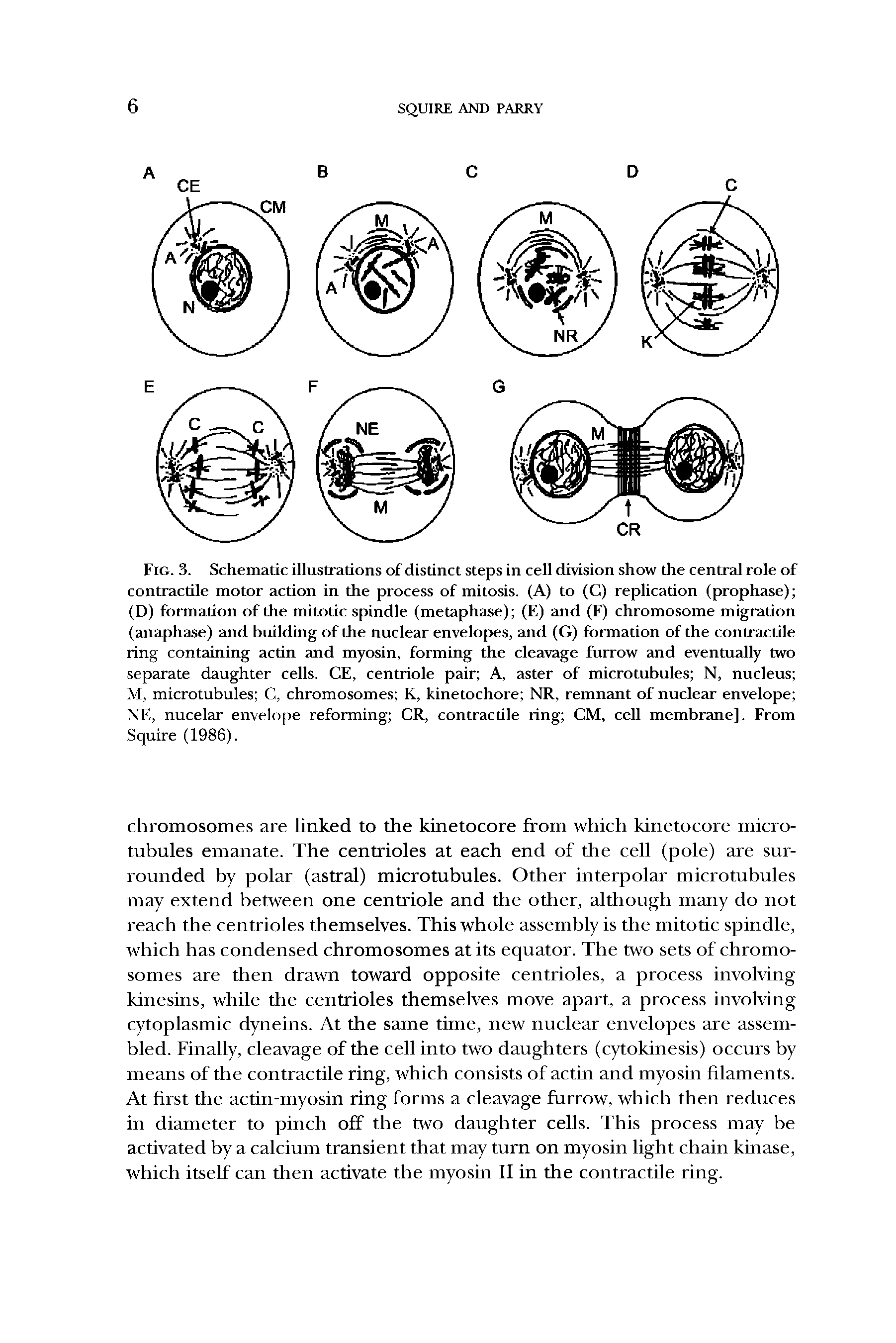 Fig. 3. Schematic illustrations of distinct steps in cell division show the central role of contractile motor action in the process of mitosis. (A) to (C) replication (prophase) (D) formation of the mitotic spindle (metaphase) (E) and (F) chromosome migration (anaphase) and building of the nuclear envelopes, and (G) formation of the contractile ring containing actin and myosin, forming the cleavage furrow and eventually two separate daughter cells. CE, centriole pair A, aster of microtubules N, nucleus M, microtubules C, chromosomes K, kinetochore NR, remnant of nuclear envelope NE, nucelar envelope reforming CR, contractile ring CM, cell membrane]. From Squire (1986).