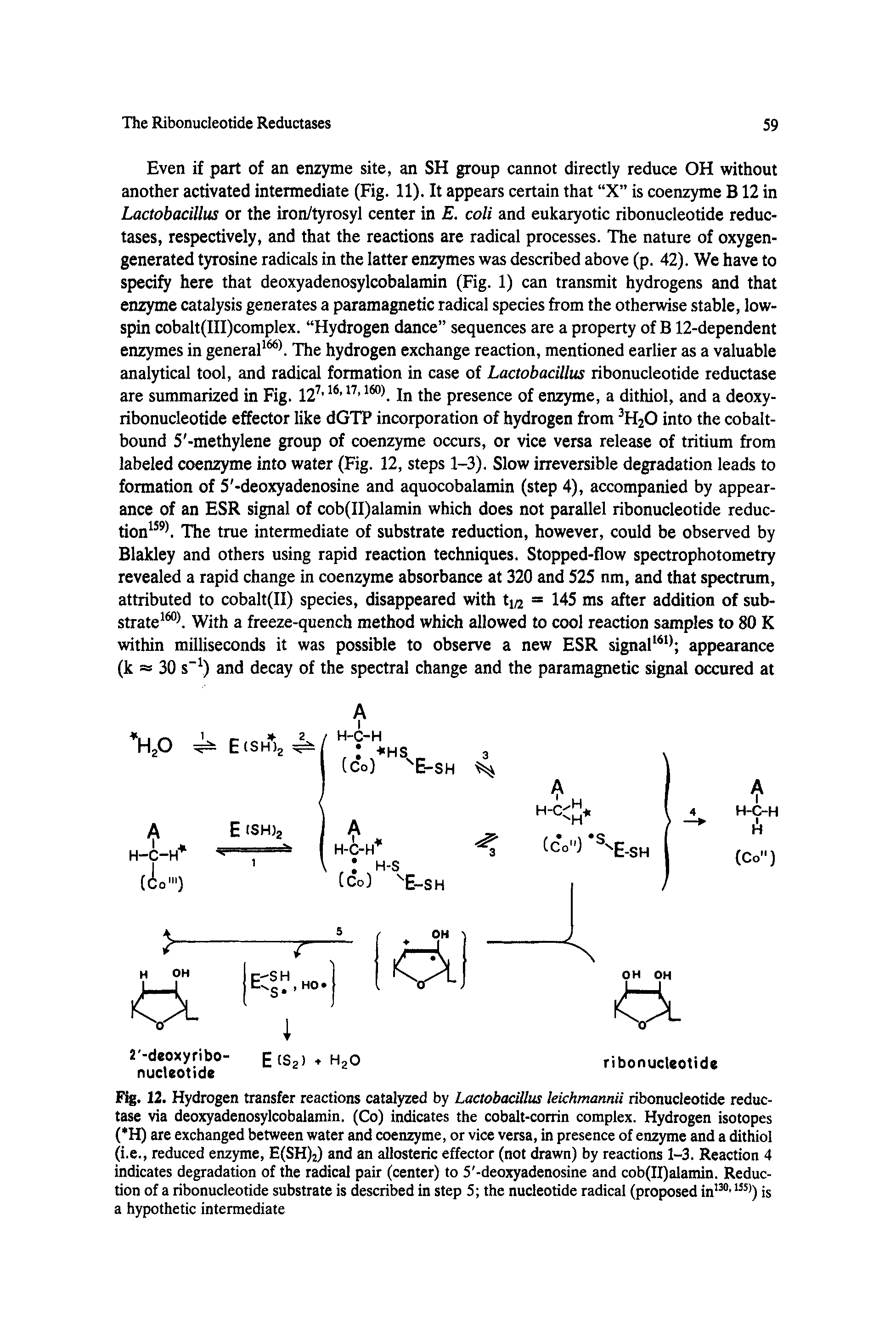 Fig. 12. Hydrogen transfer reactions catalyzed by Lactobacillus lekhmannii ribonucleotide reductase via deoxyadenosylcobalamin. (Co) indicates the cobalt-corrin complex. Hydrogen isotopes ( H) are exchanged between water and coenzyme, or vice versa, in presence of enzyme and a dithiol (i.e., reduced enzyme, E(SH)2) and an allosteric effector (not drawn) by reactions 1-3. Reaction 4 indicates degradation of the radical pair (center) to 5 -deoxyadenosine and cob(II)alamin. Reduction of a ribonucleotide substrate is described in step 5 the nucleotide radical (proposed in >) is a hypothetic intermediate...