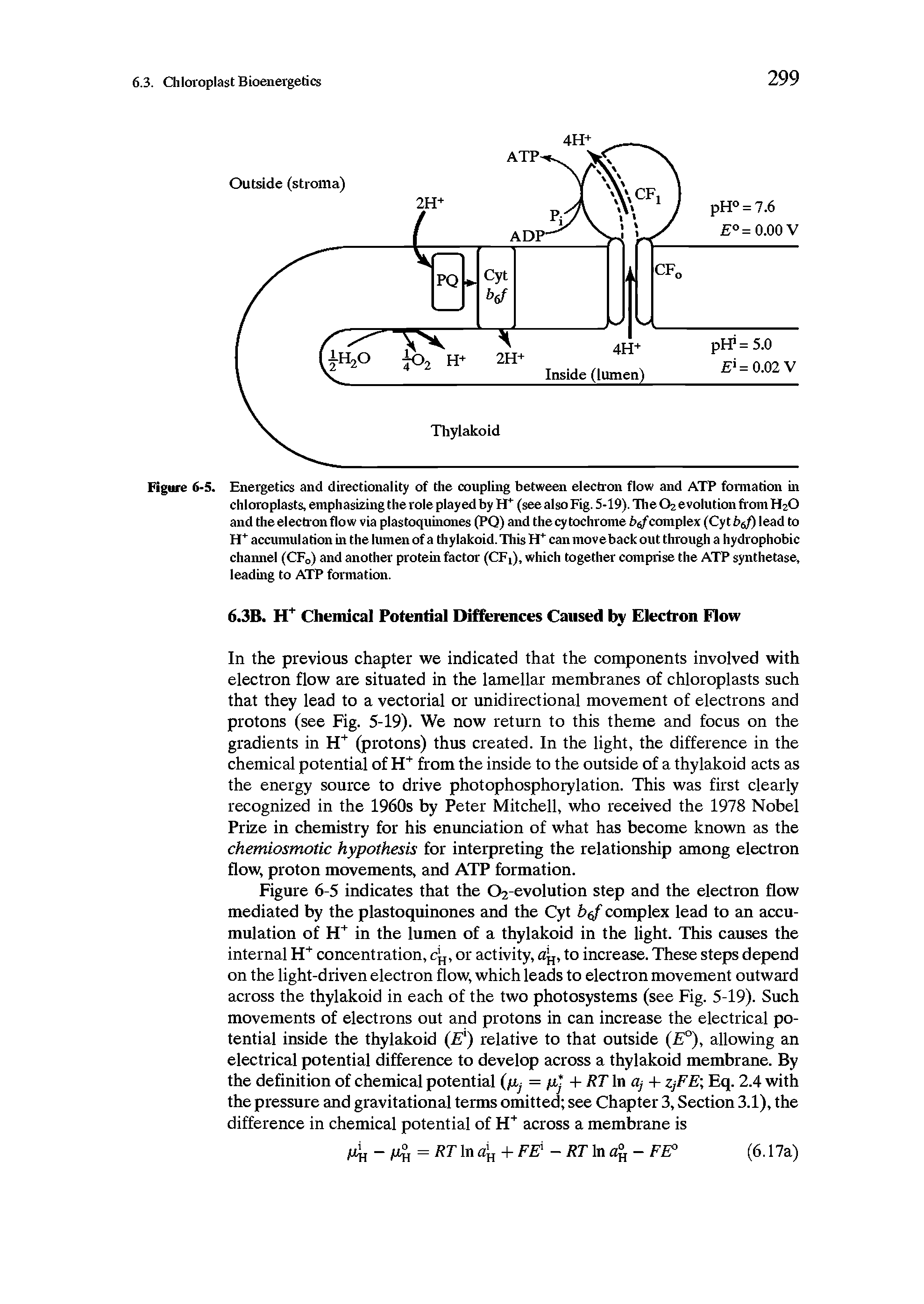 Figure 6-5 indicates that the C>2-evolution step and the electron flow mediated by the plastoquinones and the Cyt b(f complex lead to an accumulation of H+ in the lumen of a thylakoid in the light. This causes the internal H+ concentration, c, or activity, to increase. These steps depend on the light-driven electron flow, which leads to electron movement outward across the thylakoid in each of the two photosystems (see Fig. 5-19). Such movements of electrons out and protons in can increase the electrical potential inside the thylakoid (E ) relative to that outside ( °), allowing an electrical potential difference to develop across a thylakoid membrane. By the definition of chemical potential (fij = jx + RT In cij 4- ZjFE Eq. 2.4 with the pressure and gravitational terms omitted see Chapter 3, Section 3.1), the difference in chemical potential of H+ across a membrane is...